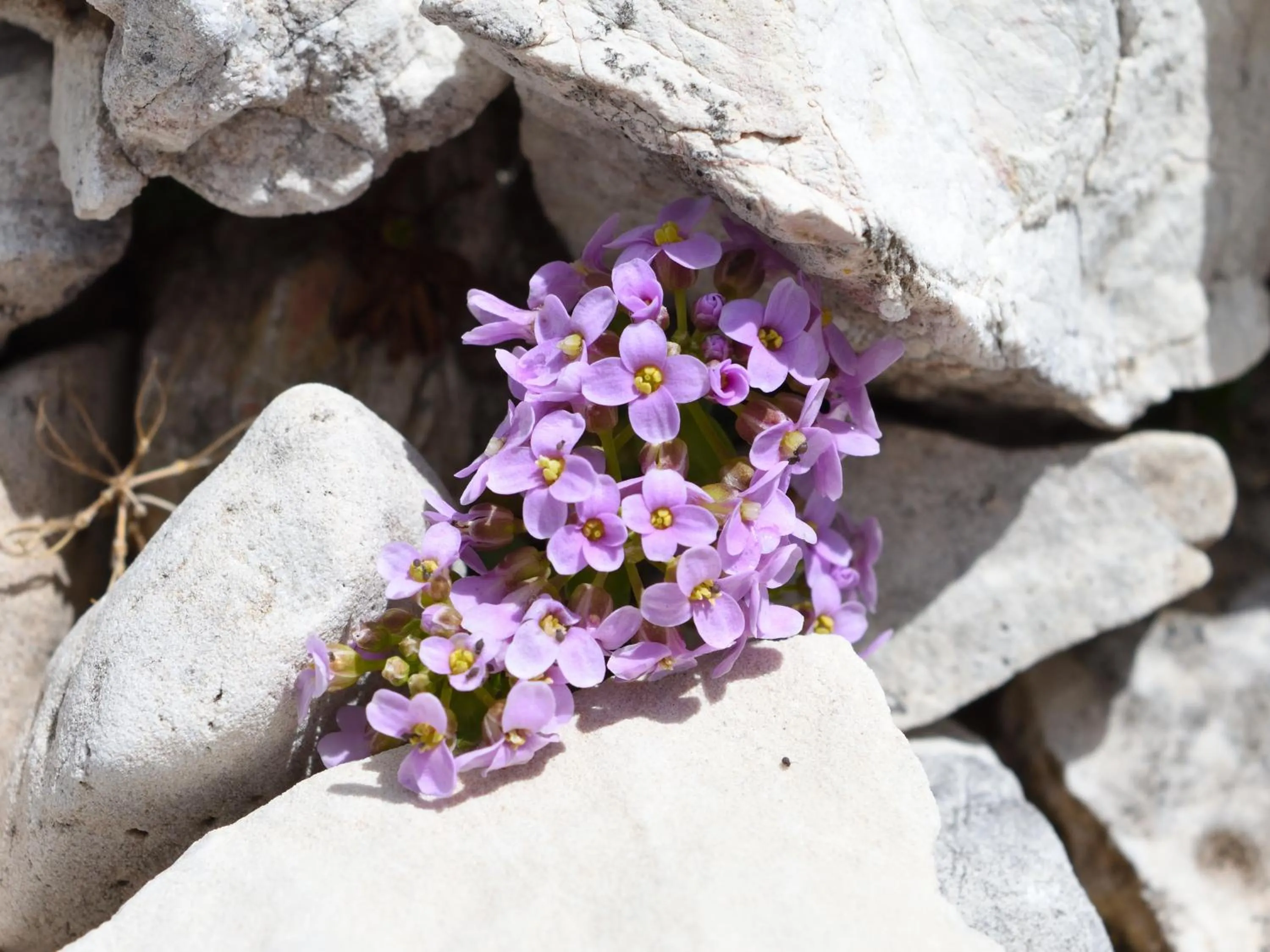 Natural landscape in Hotel Teresa
