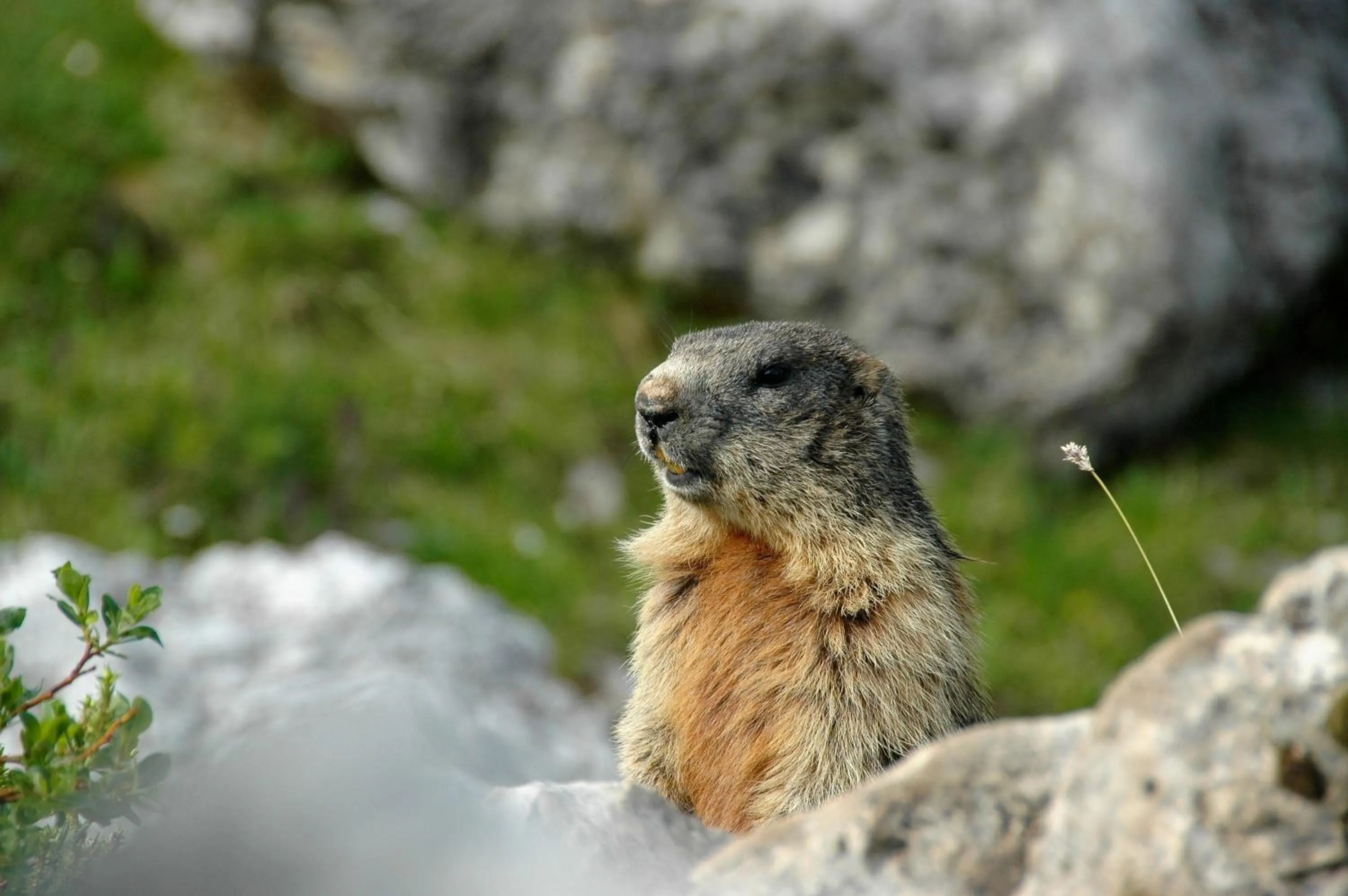 Animals in Hotel Teresa