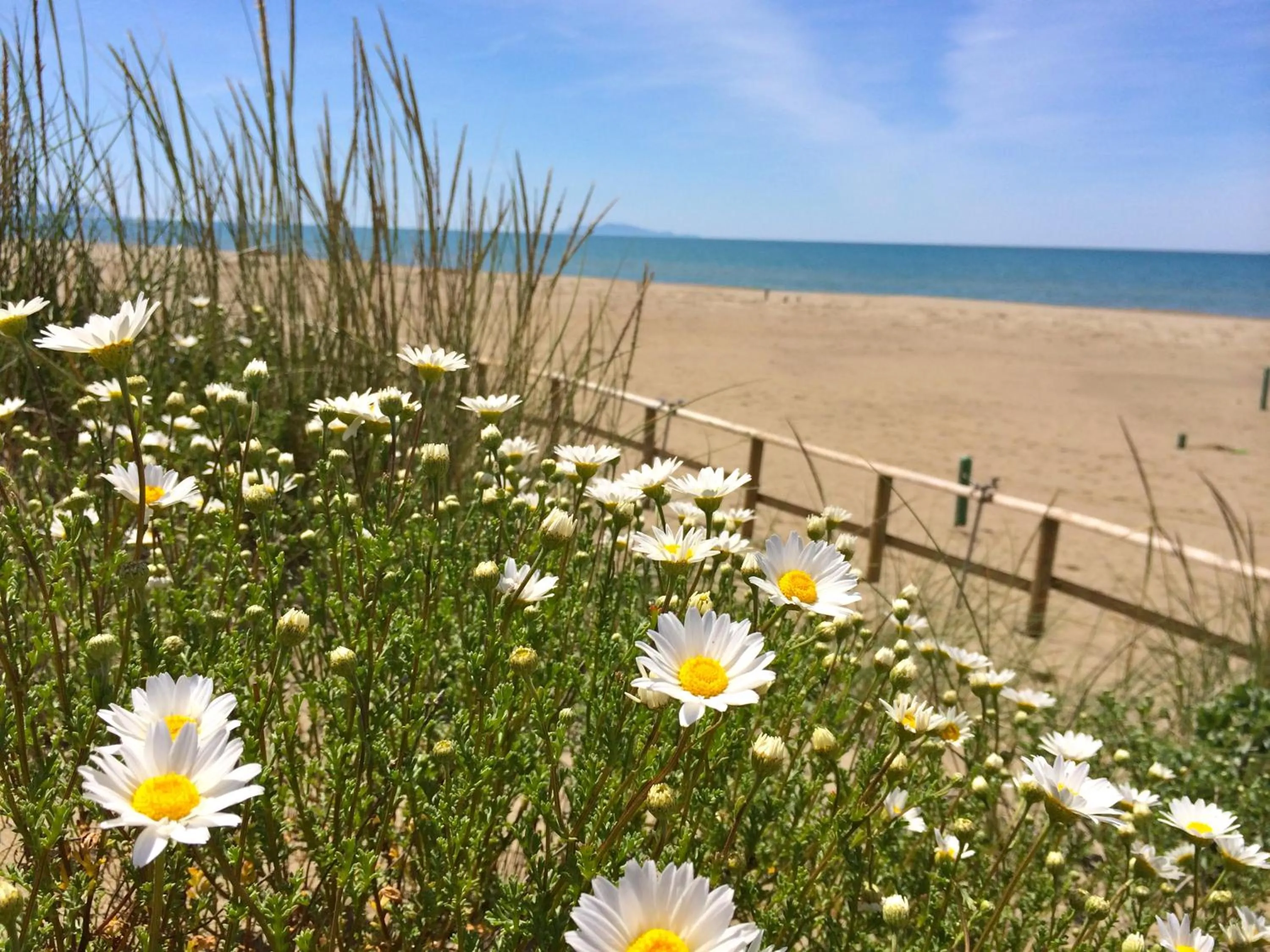 Beach in Hotel Rosmarina