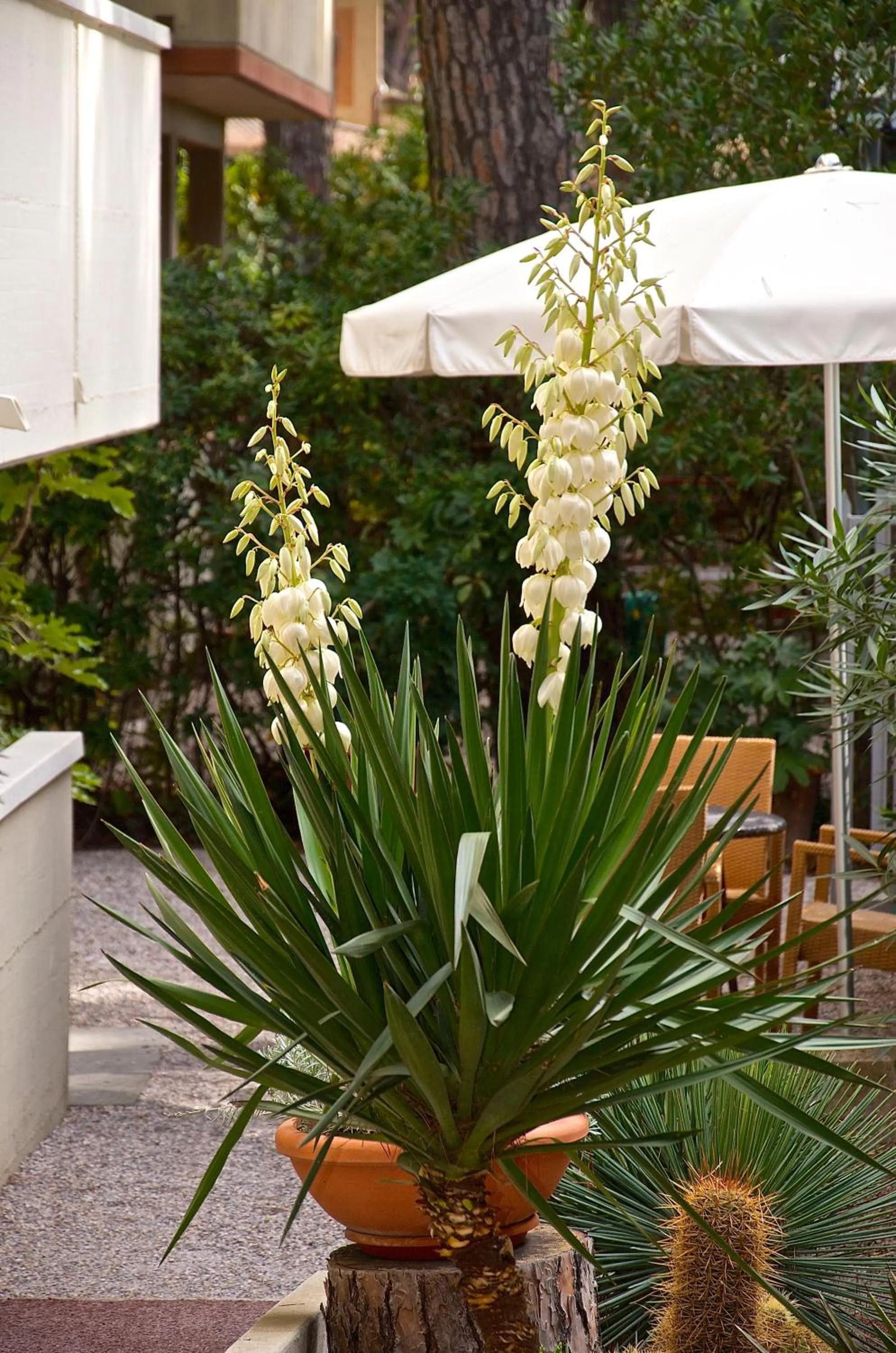 Garden in Hotel Rosmarina