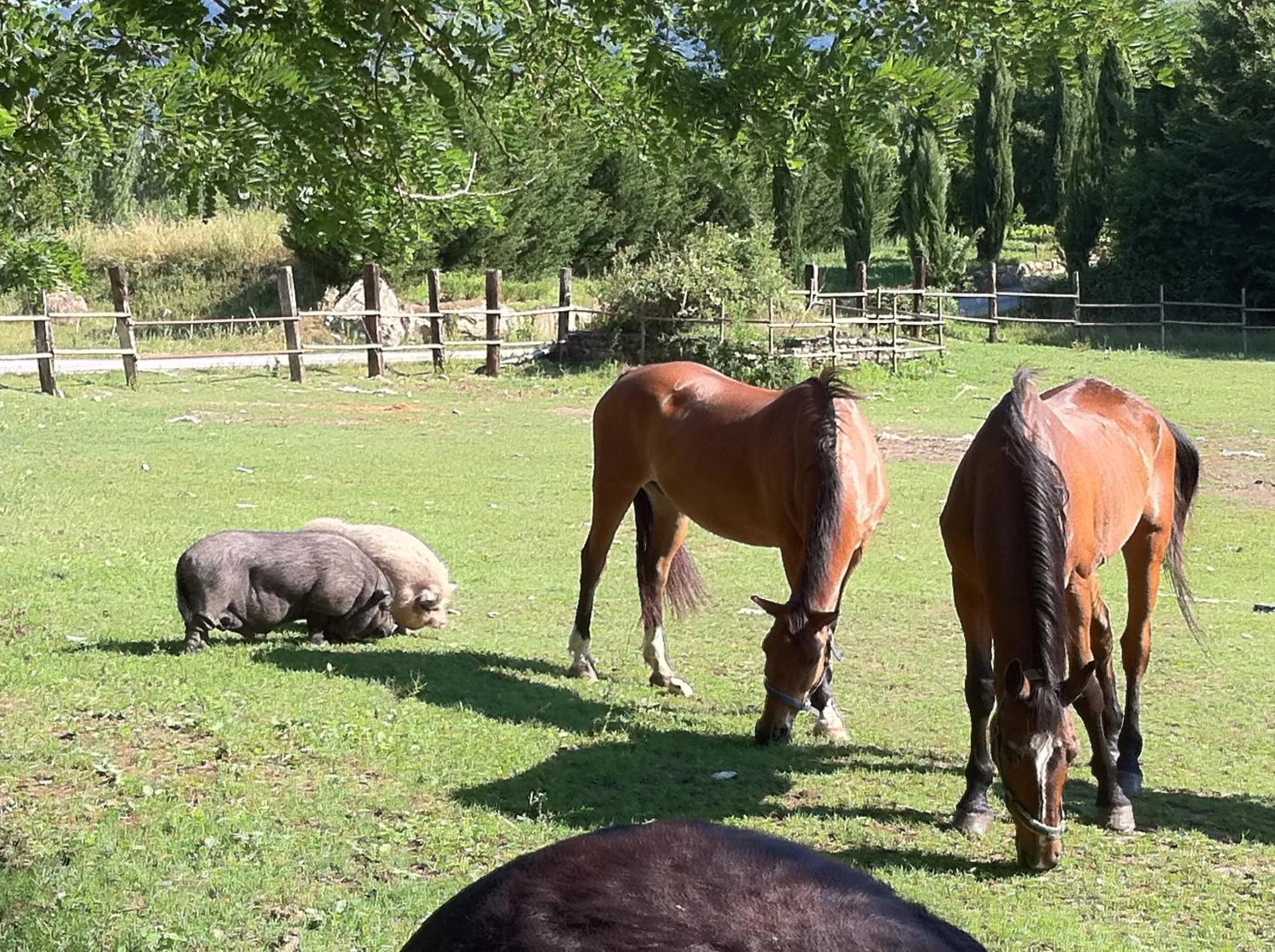 Animals in Tenuta dei Cavalieri