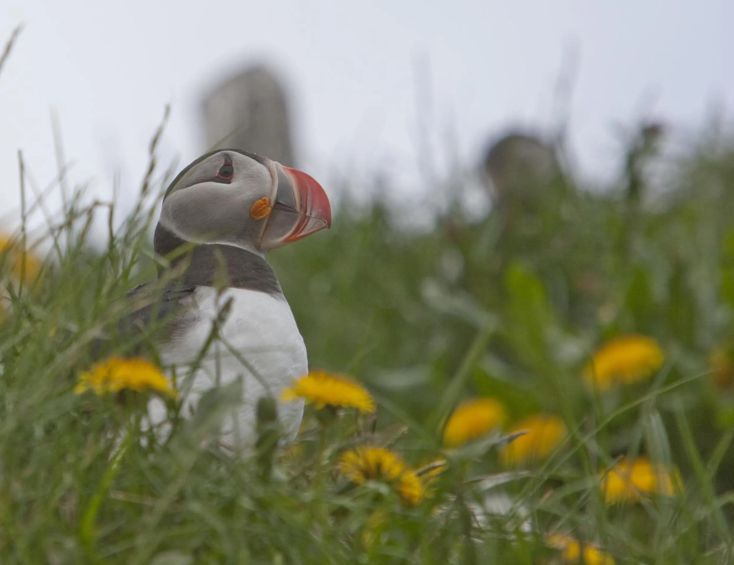 Day in Blabjorg Resort