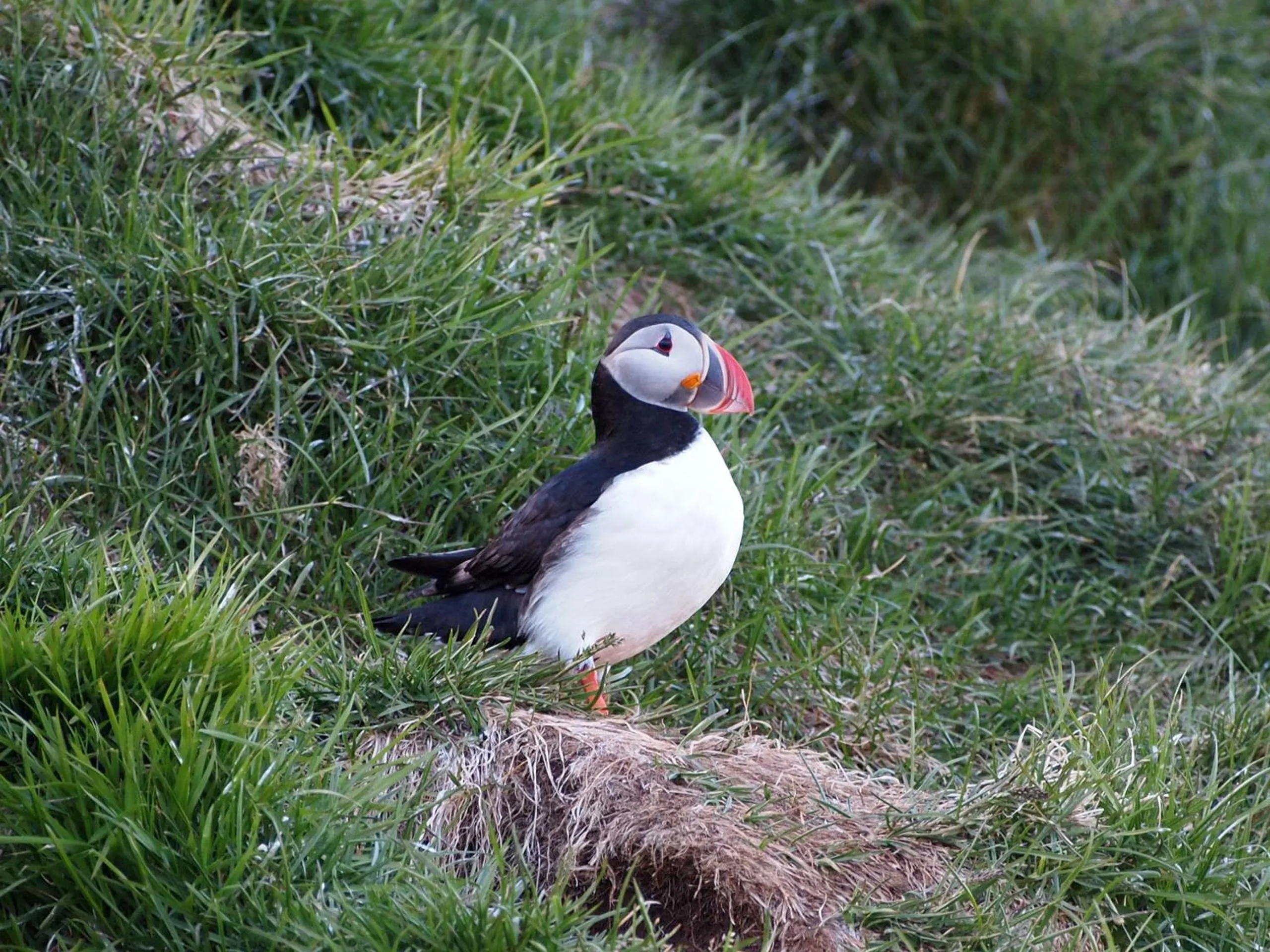 Natural landscape in Blabjorg Resort