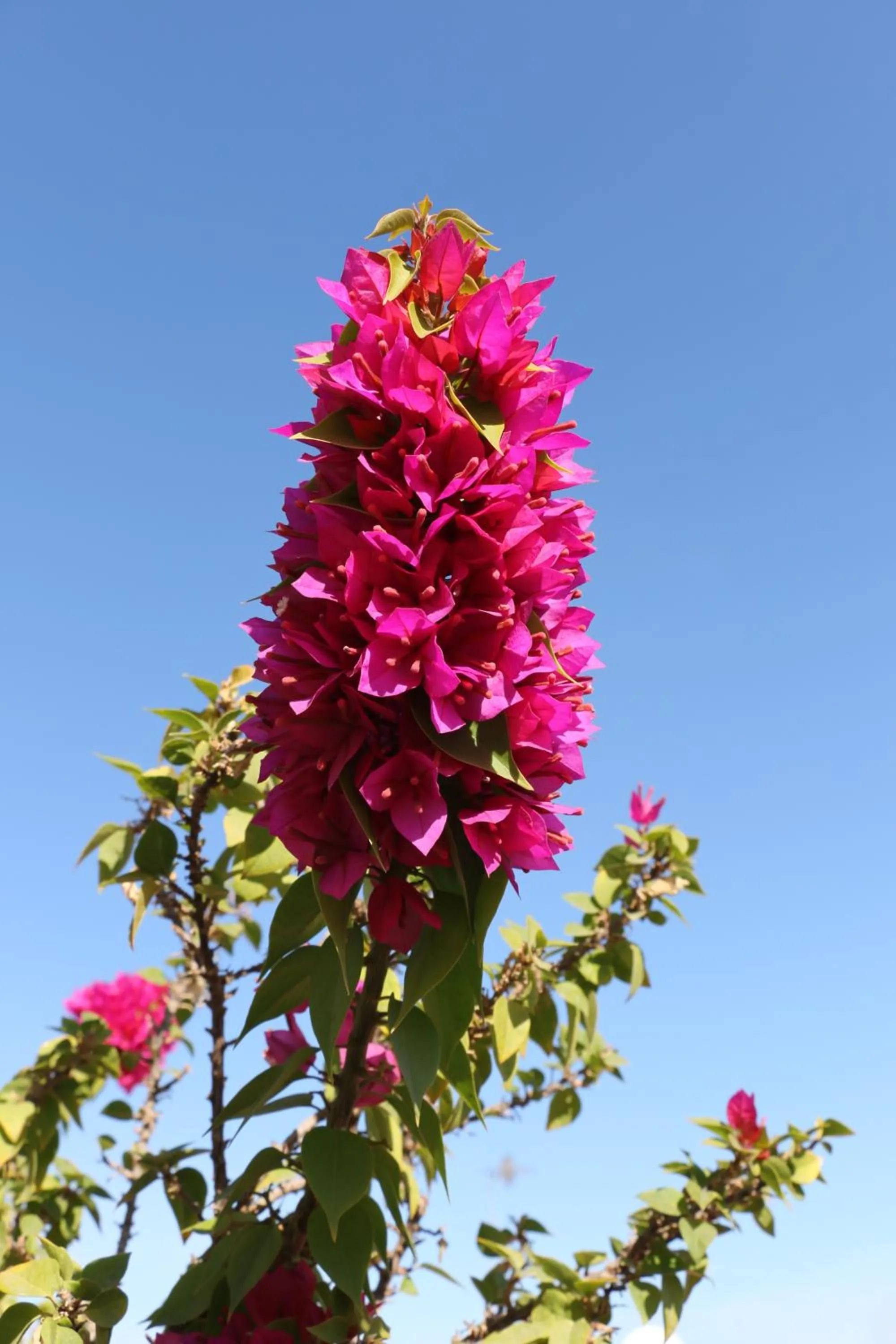 Balcony/Terrace in Riad Chergui