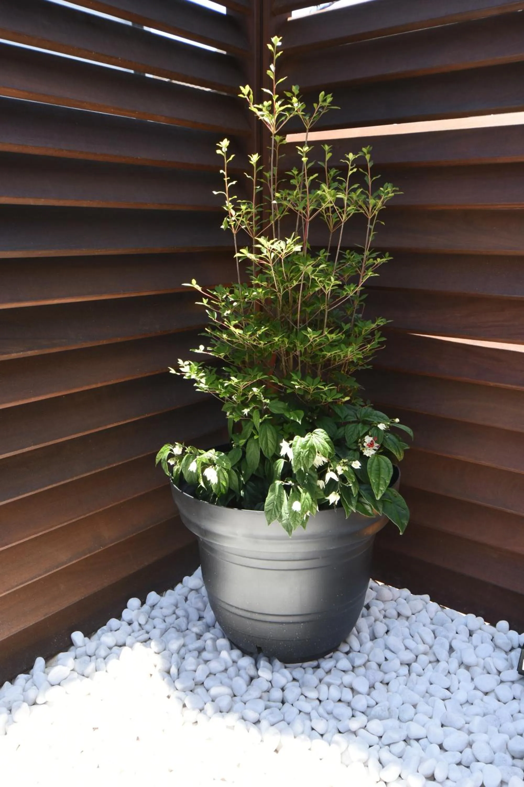 Spring in ASAKUSA EAST Terrace - KANDO