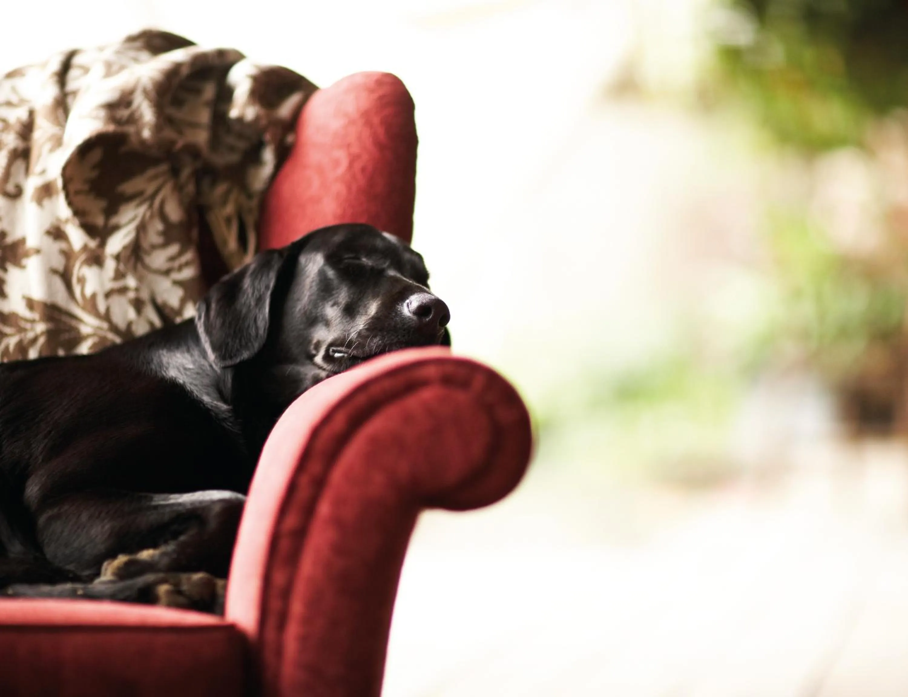 Pets in Ballathie House Hotel