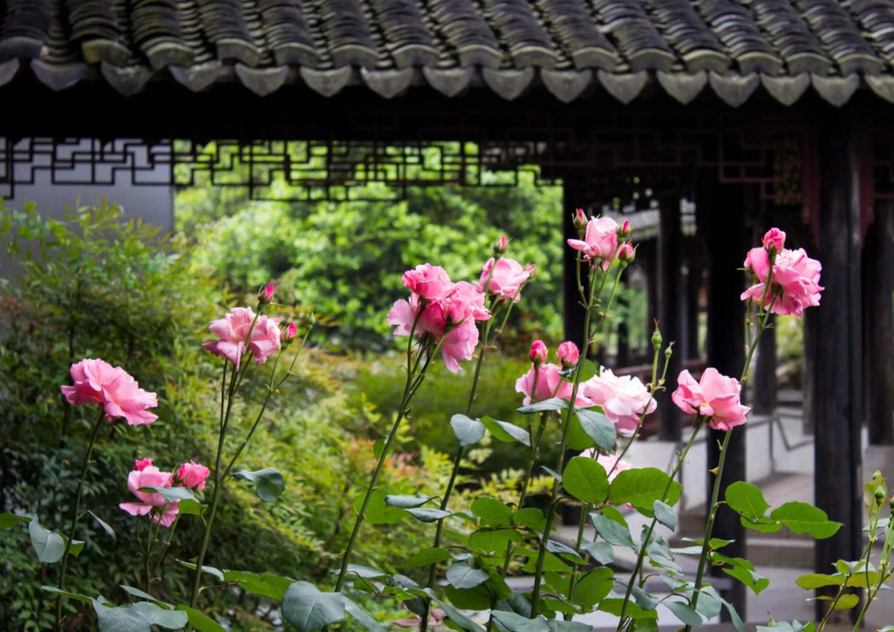 Garden in Suzhou Tongli Lake View Hotel