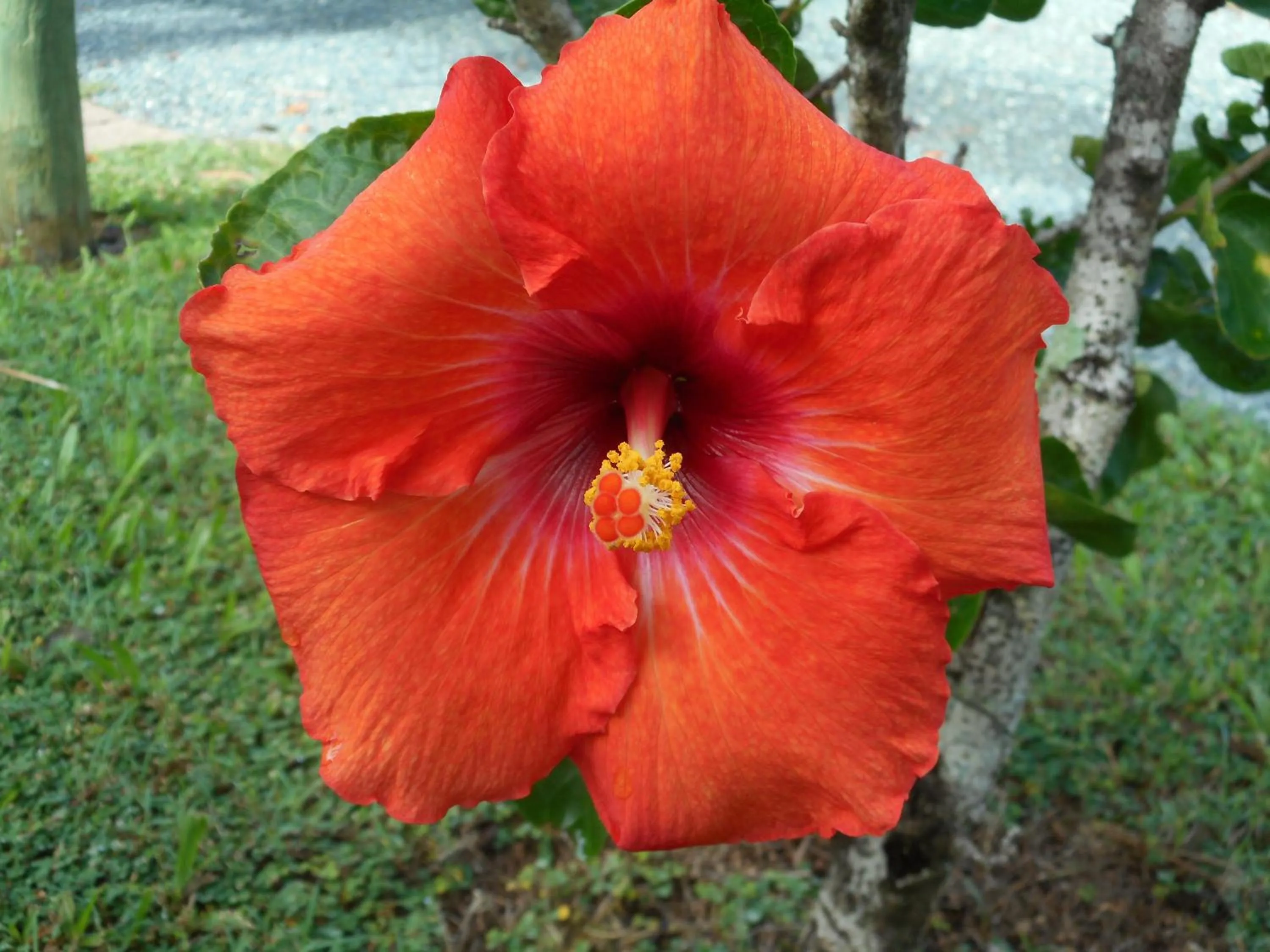 Bird's eye view in Bush Village Holiday Cabins