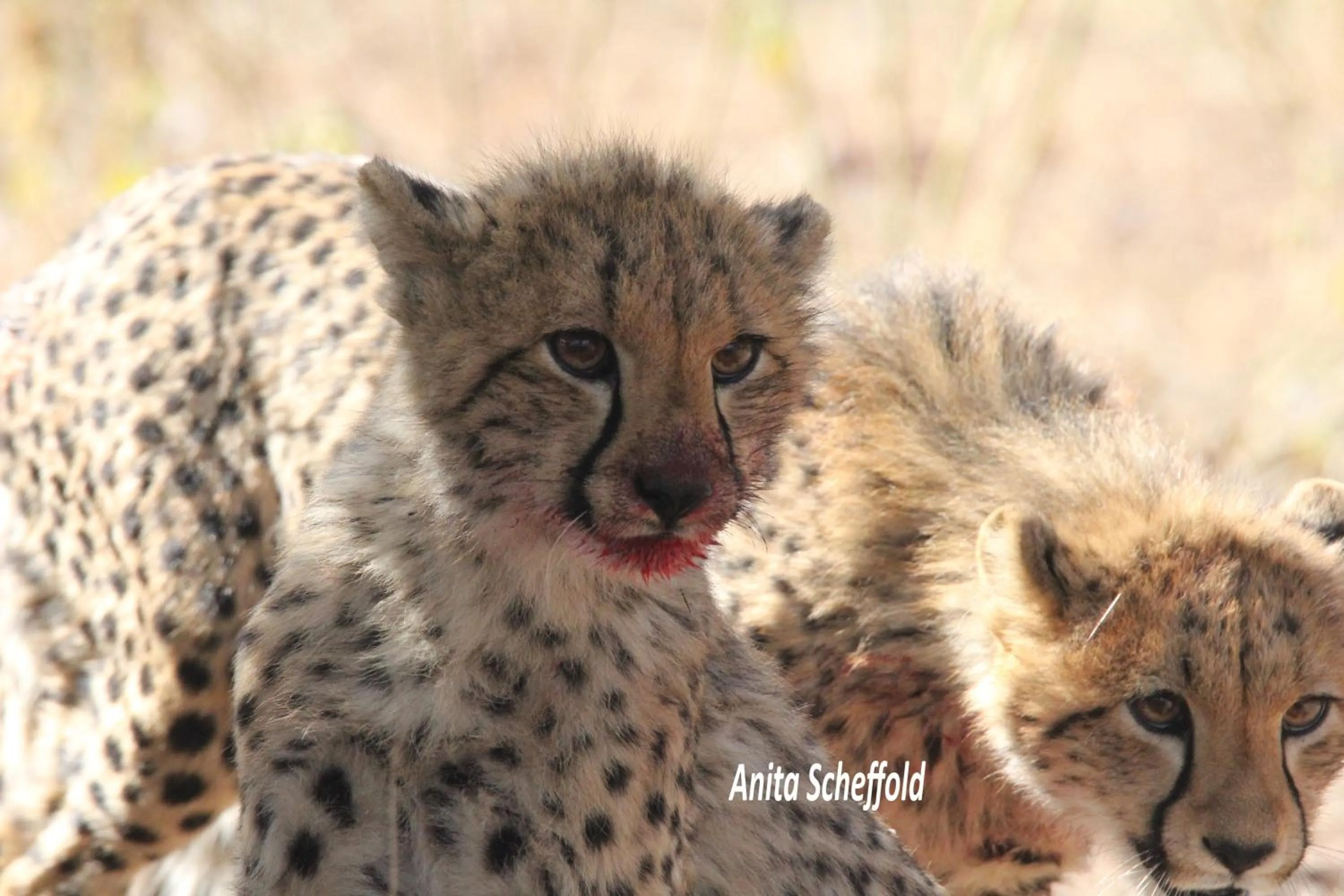Animals in Abendruhe Lodge