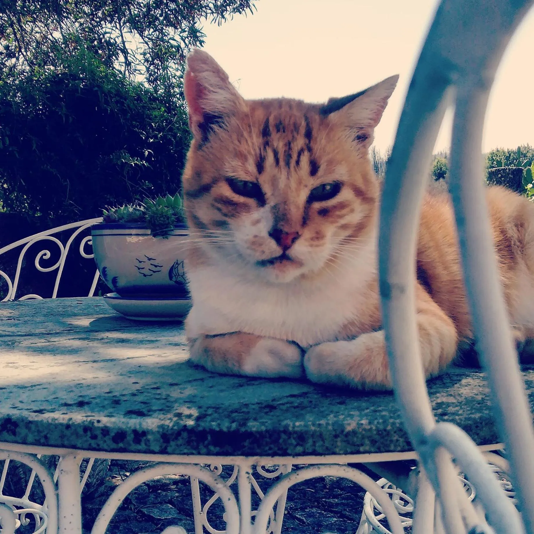 Pets in Casa do Fundo - Sustainable & Ecotourism