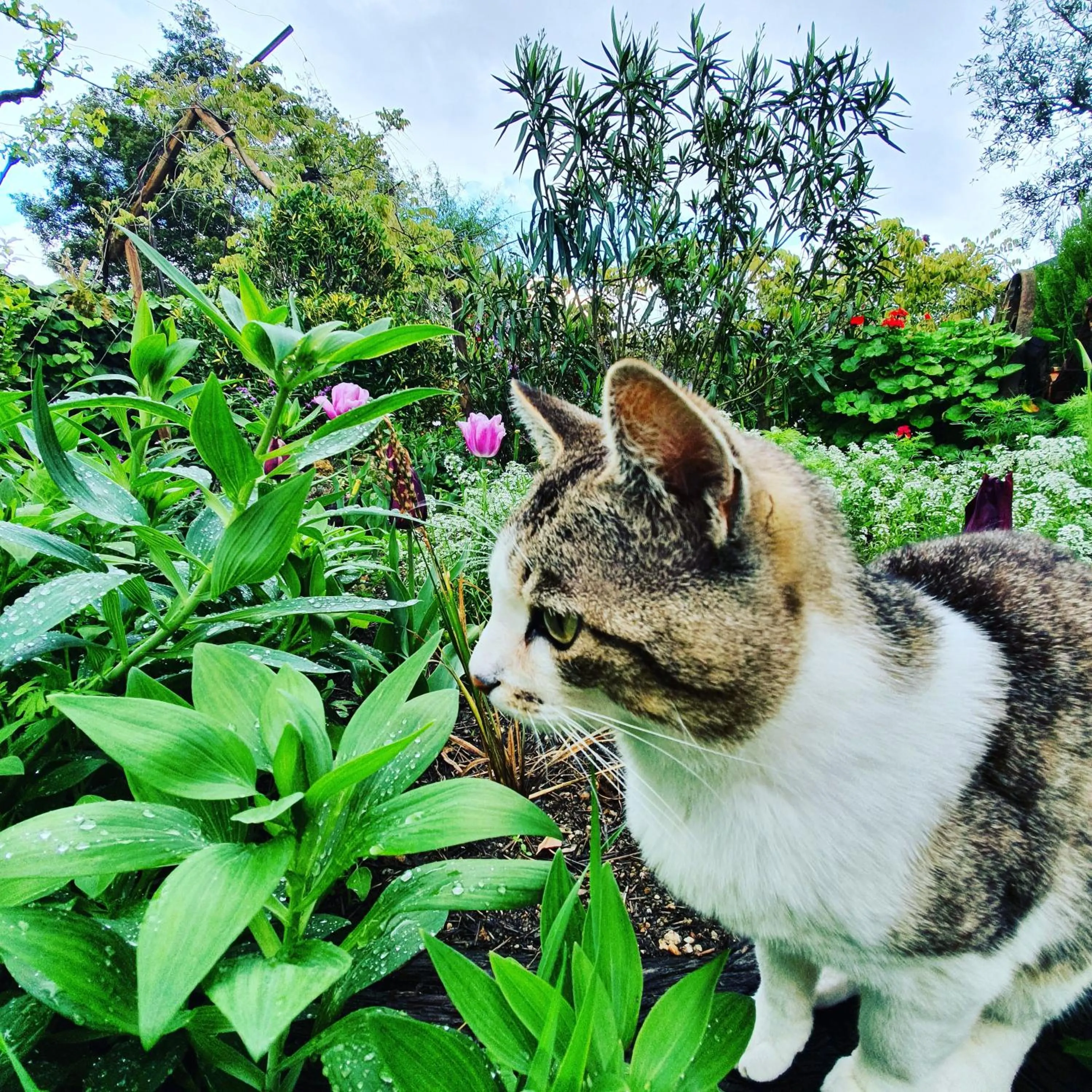 Garden in Casa do Fundo - Sustainable & Ecotourism