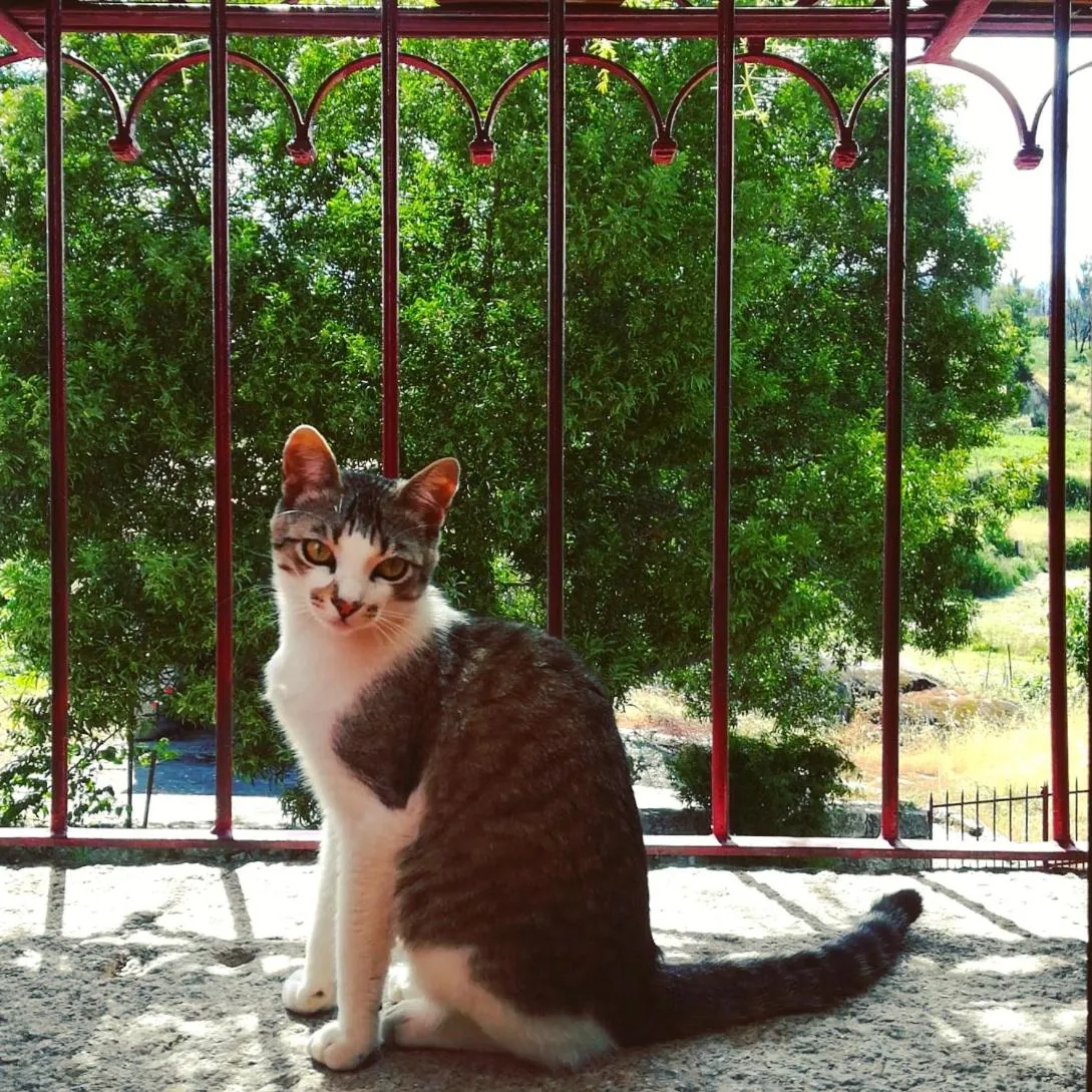 Pets in Casa do Fundo - Sustainable & Ecotourism