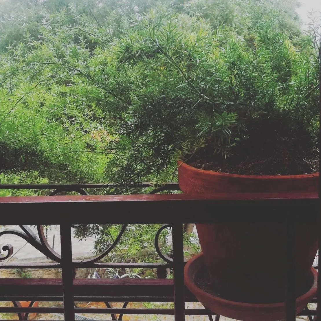 Patio in Casa do Fundo - Sustainable & Ecotourism