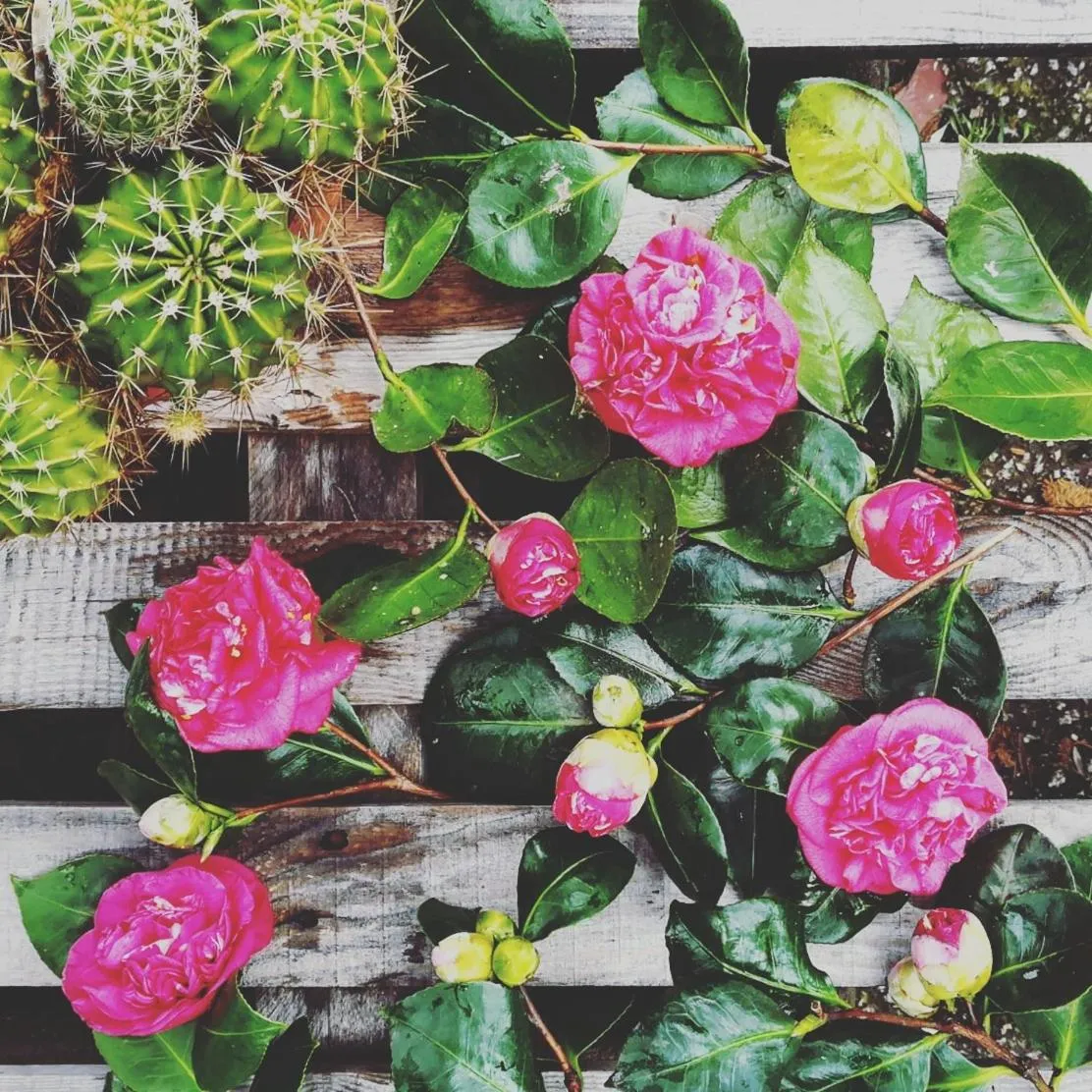 Spring in Casa do Fundo - Sustainable & Ecotourism