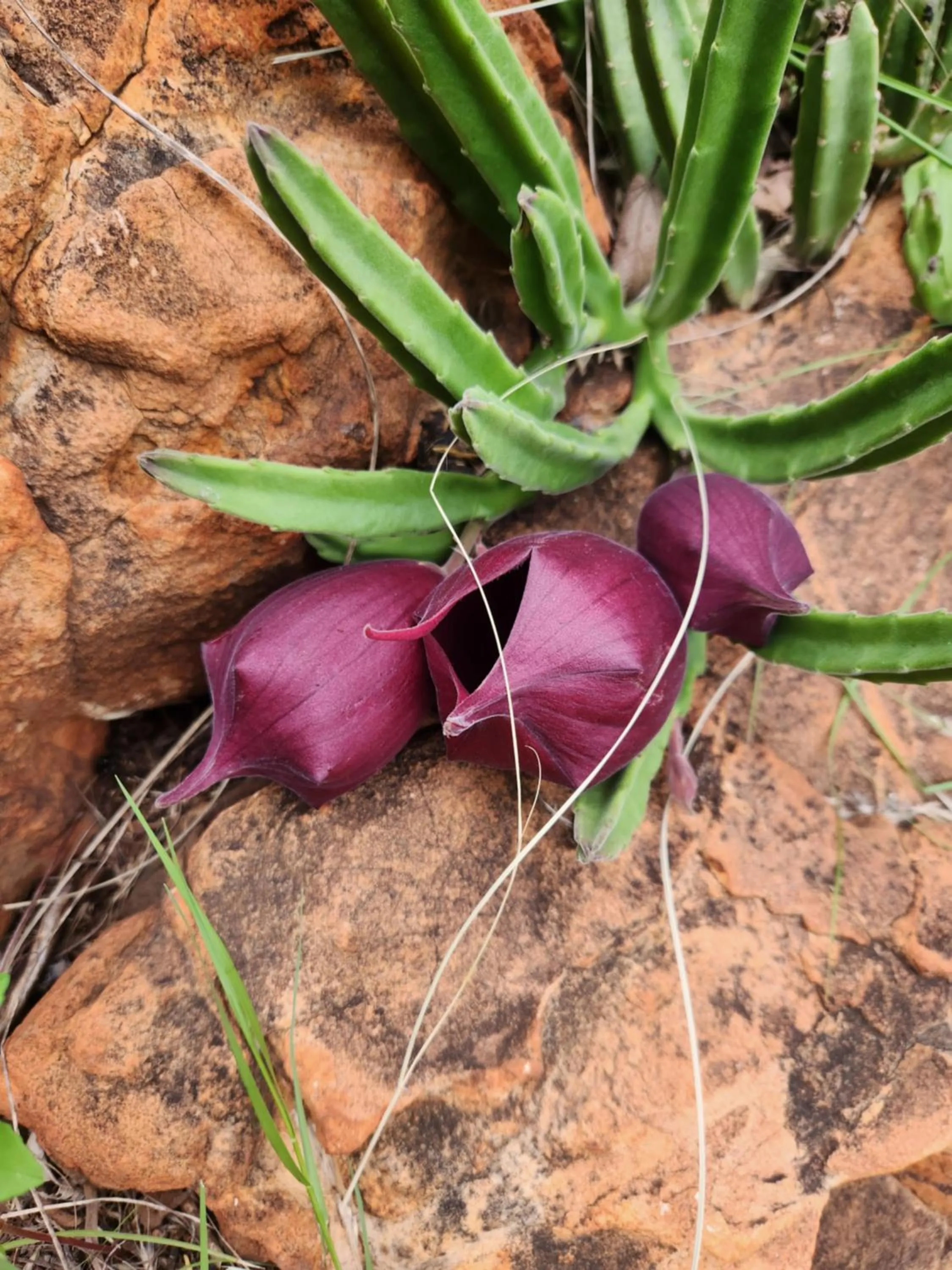 Suikerbosrant Sleep and go