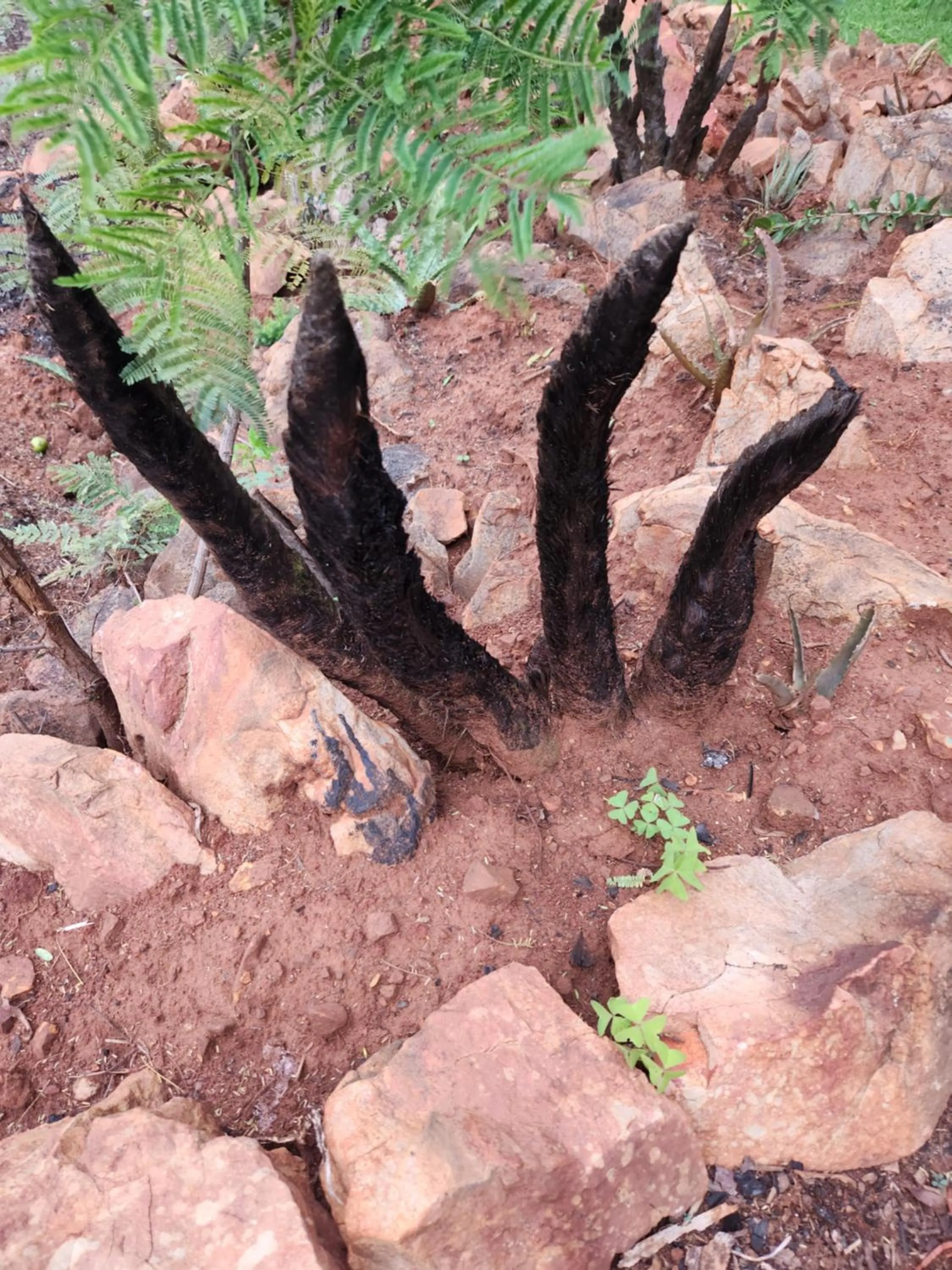 Suikerbosrant Sleep and go