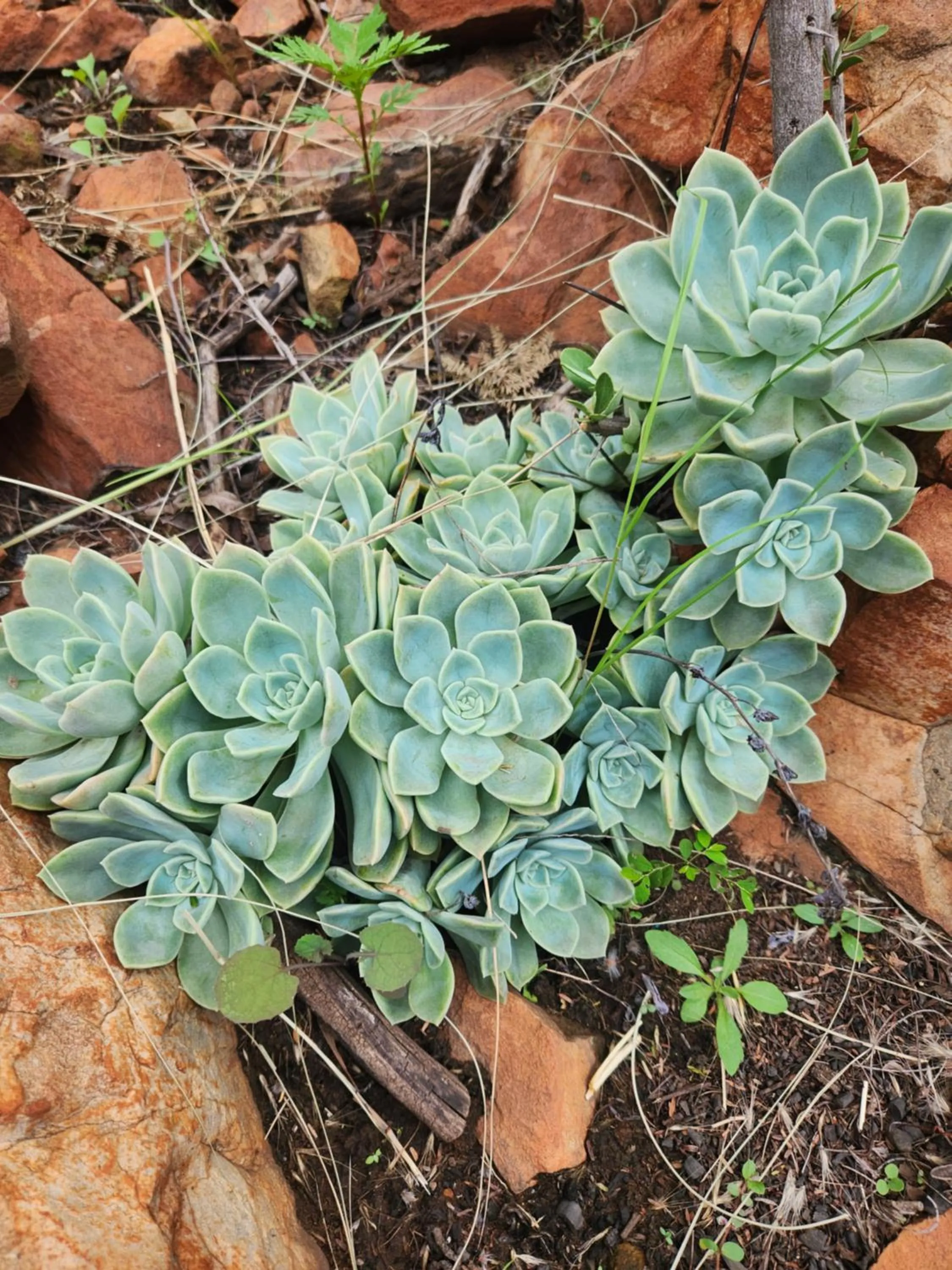 Suikerbosrant Sleep and go