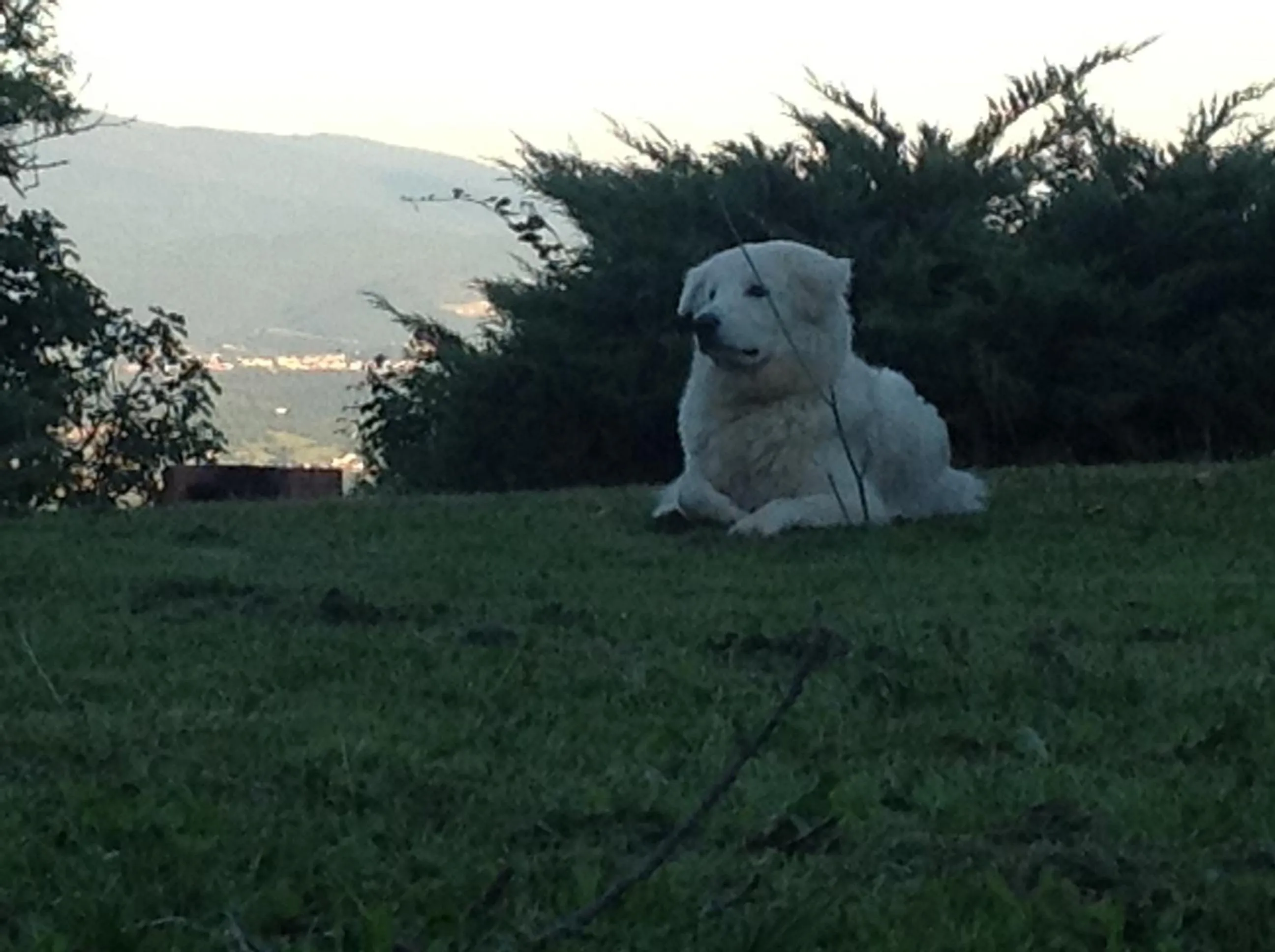 Garden in Da Ronald ... A Pian Del Papa