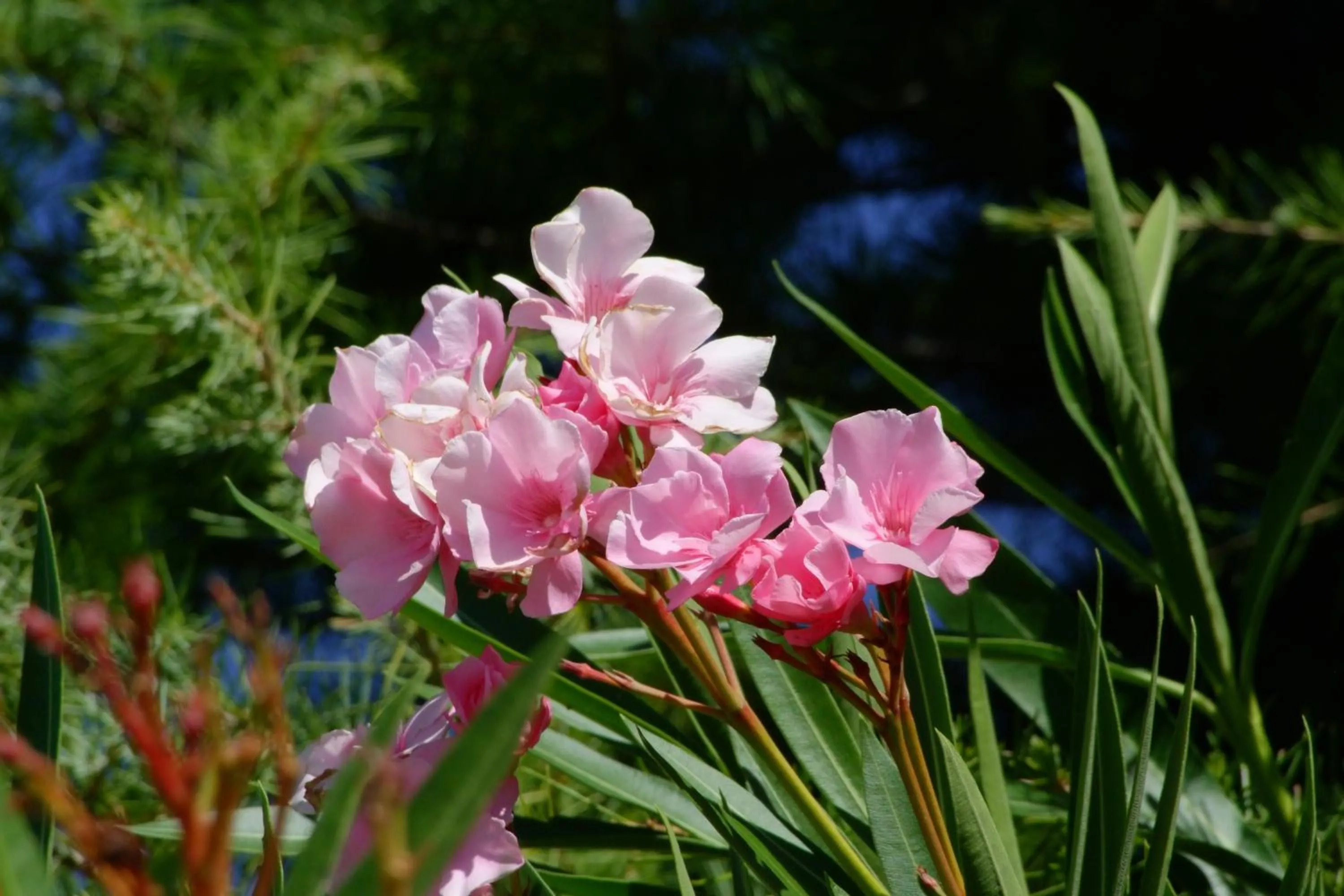 Garden in Le Mas des Collines