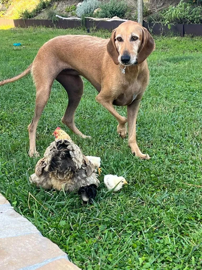 Animals in Belvedere Residenza Mediterranea