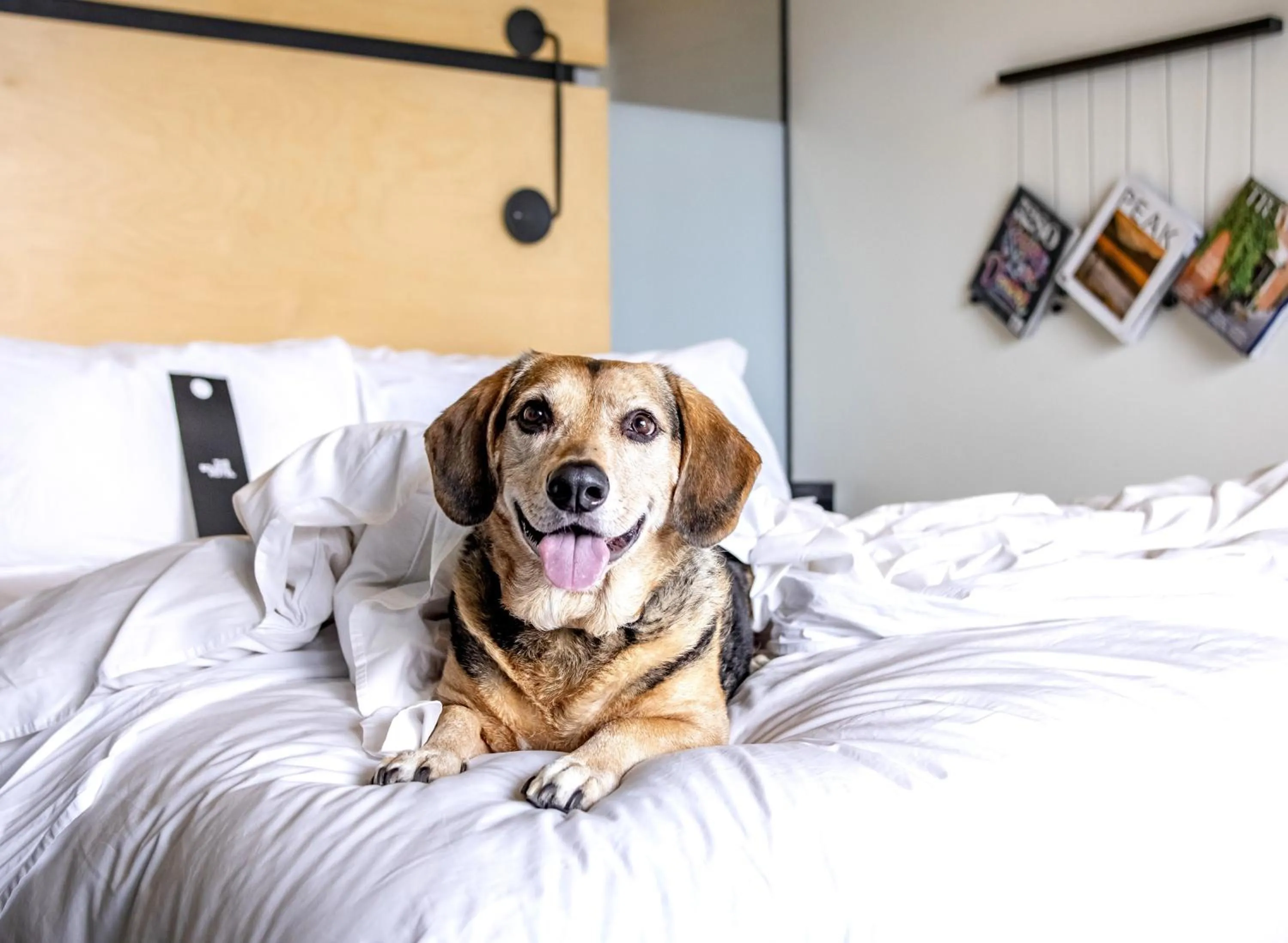 Pets, Bed in The Source Hotel