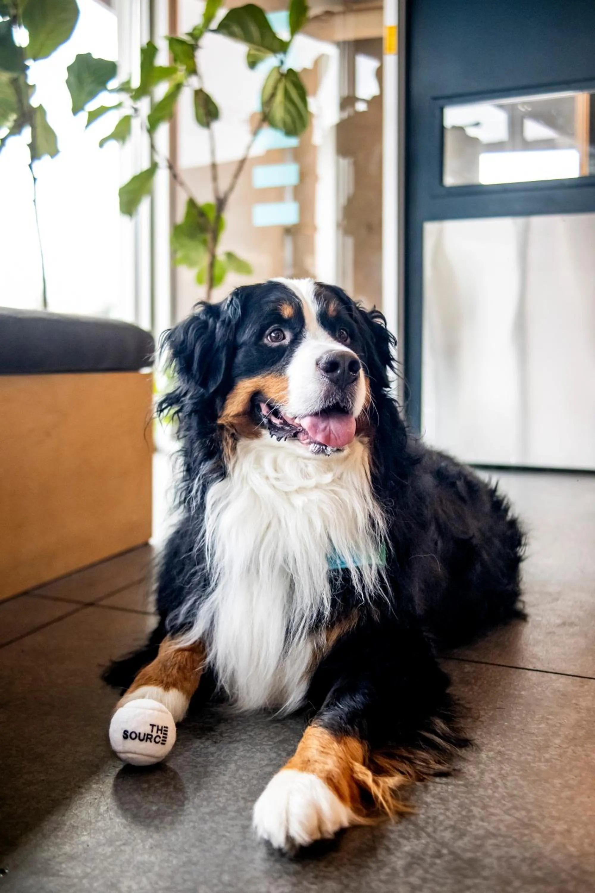 Pets in The Source Hotel