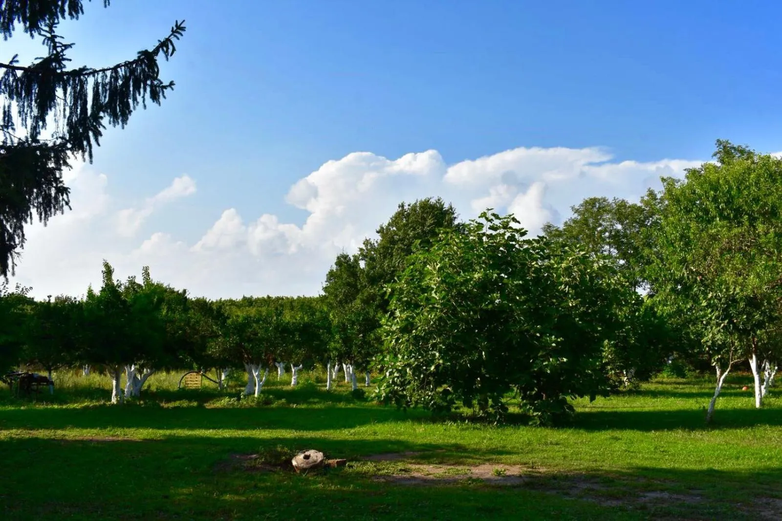 Garden in Decri resort