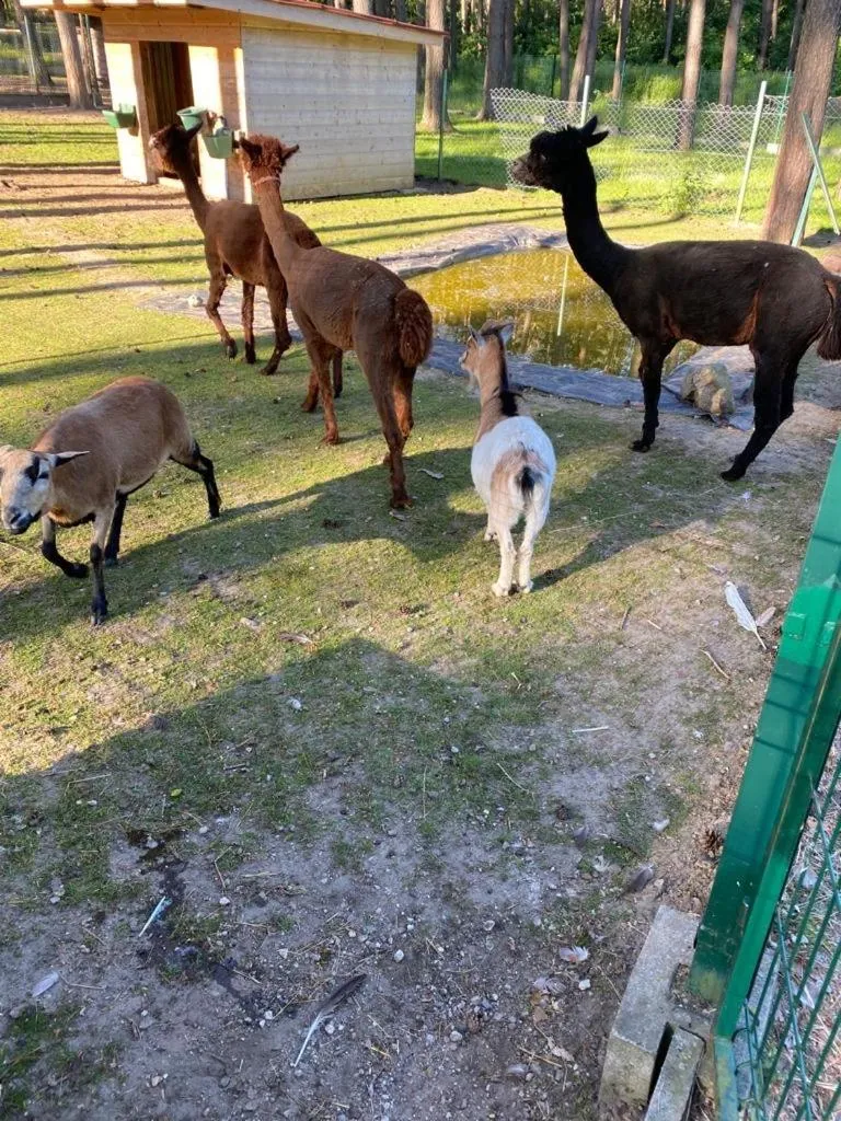 Animals in Hotel Venus