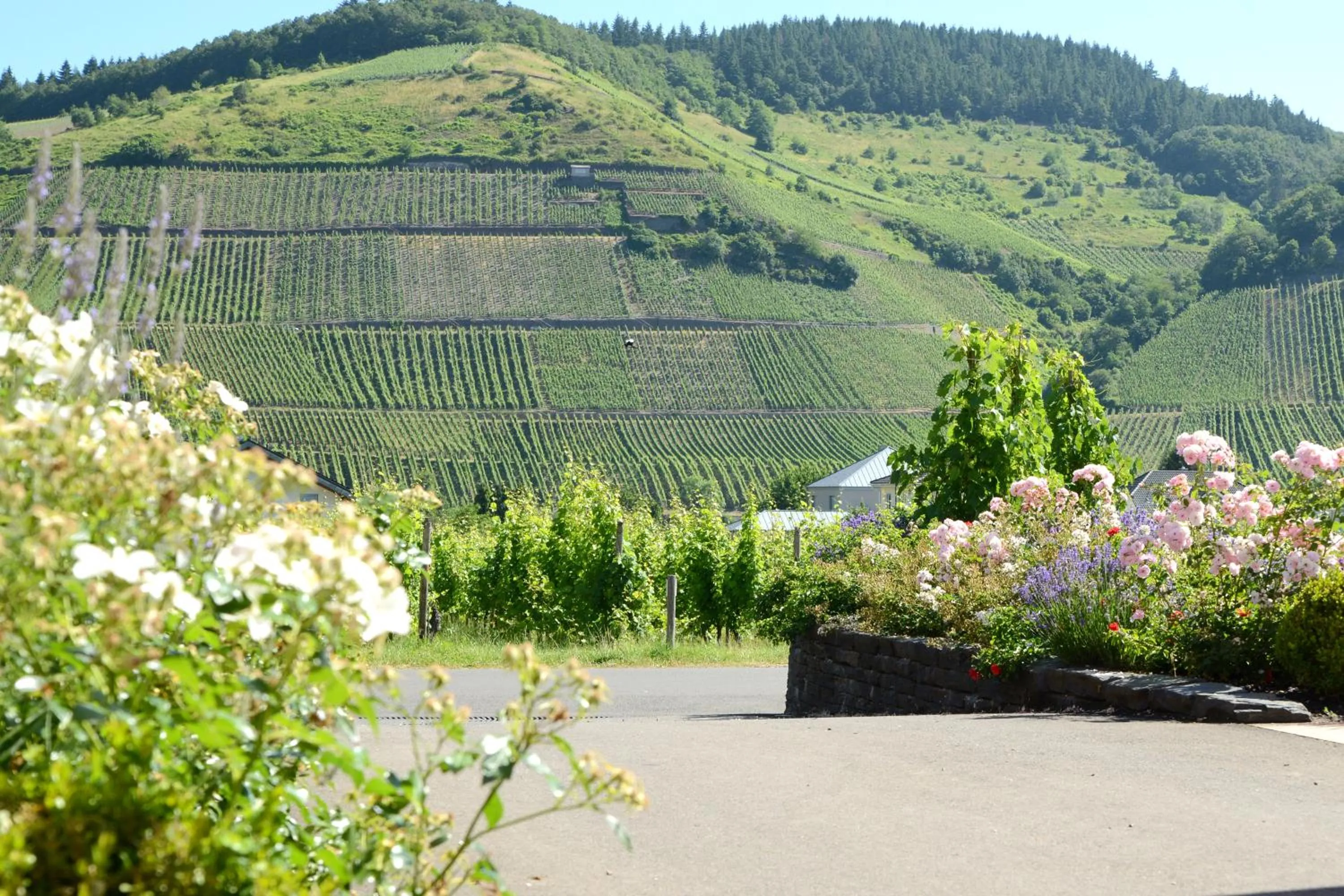 Natural landscape in WeinKulturgut Longen-Schlöder
