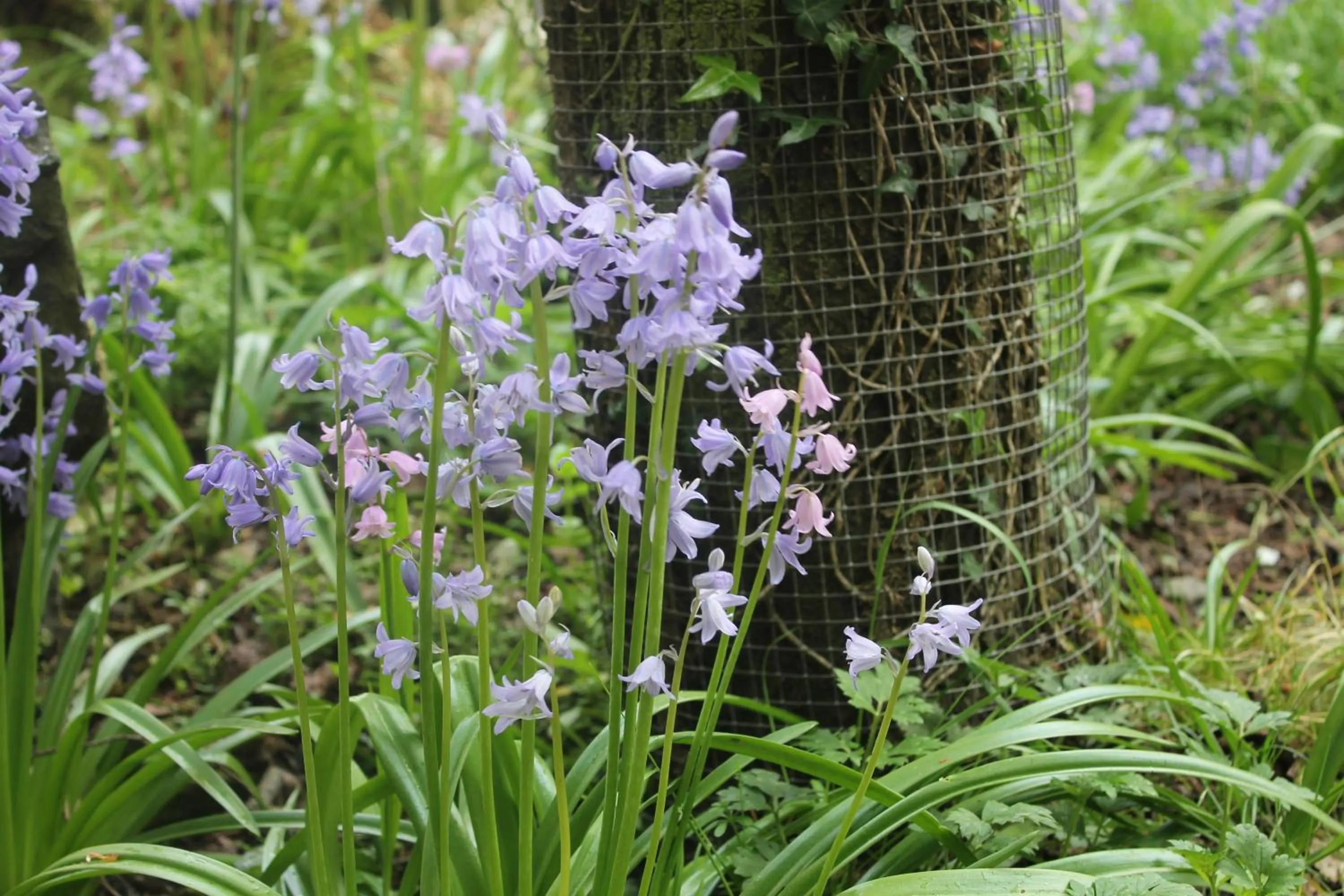 Garden in No11 Boutique Hotel & Brasserie