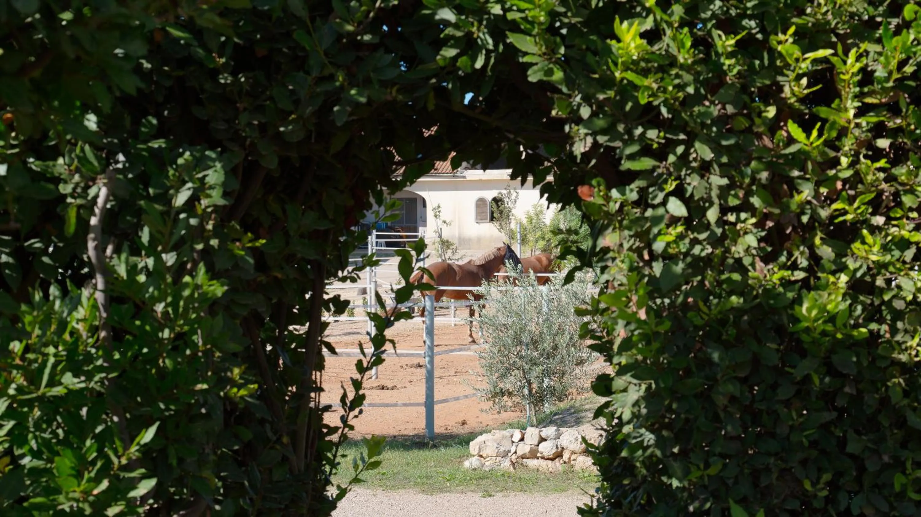 Animals in Delle Rose, Hotel & Horse Riding