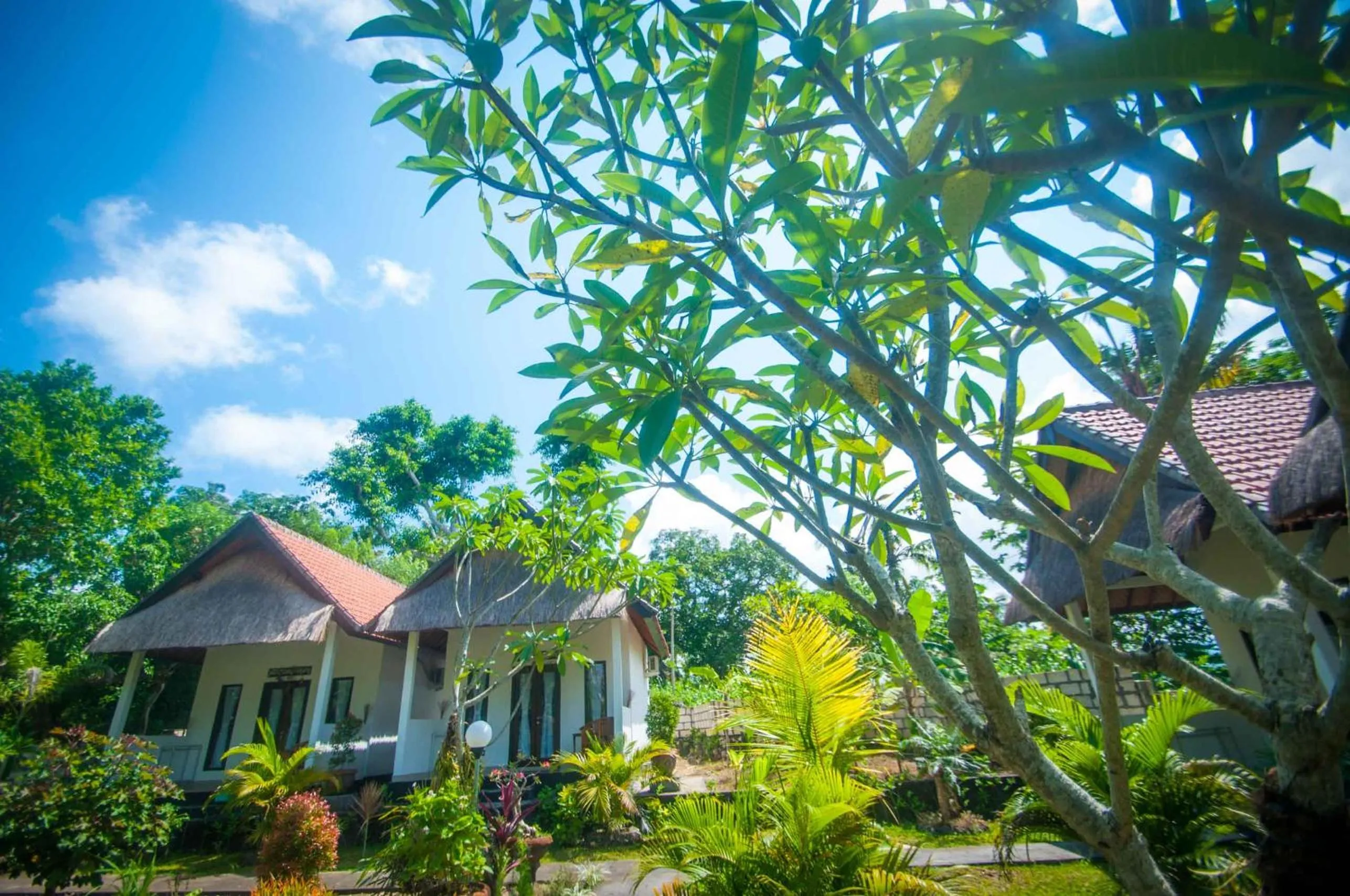 Garden in Japa Bungalow