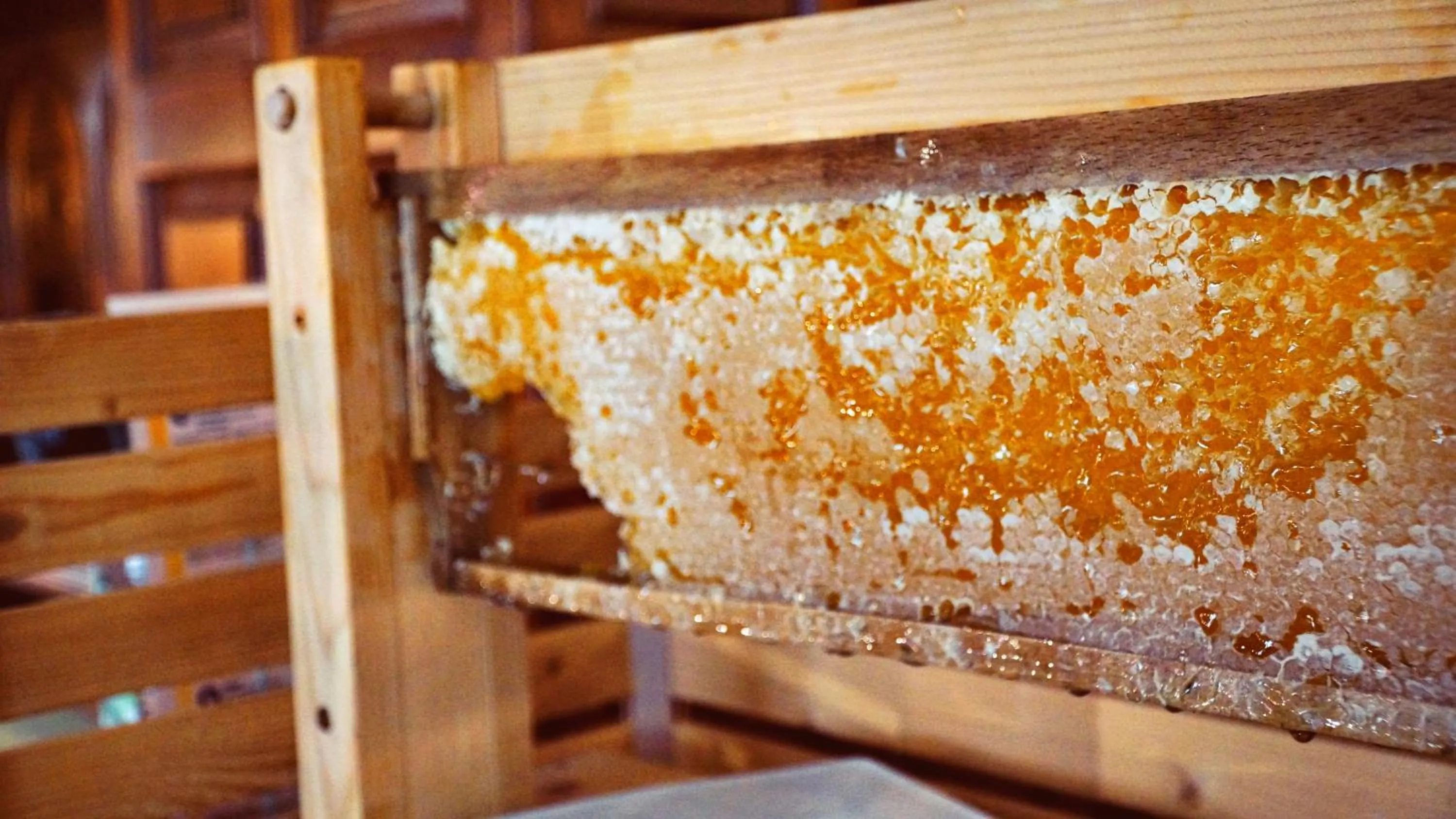 Food and drinks in Hotel Specht by Trotmannia