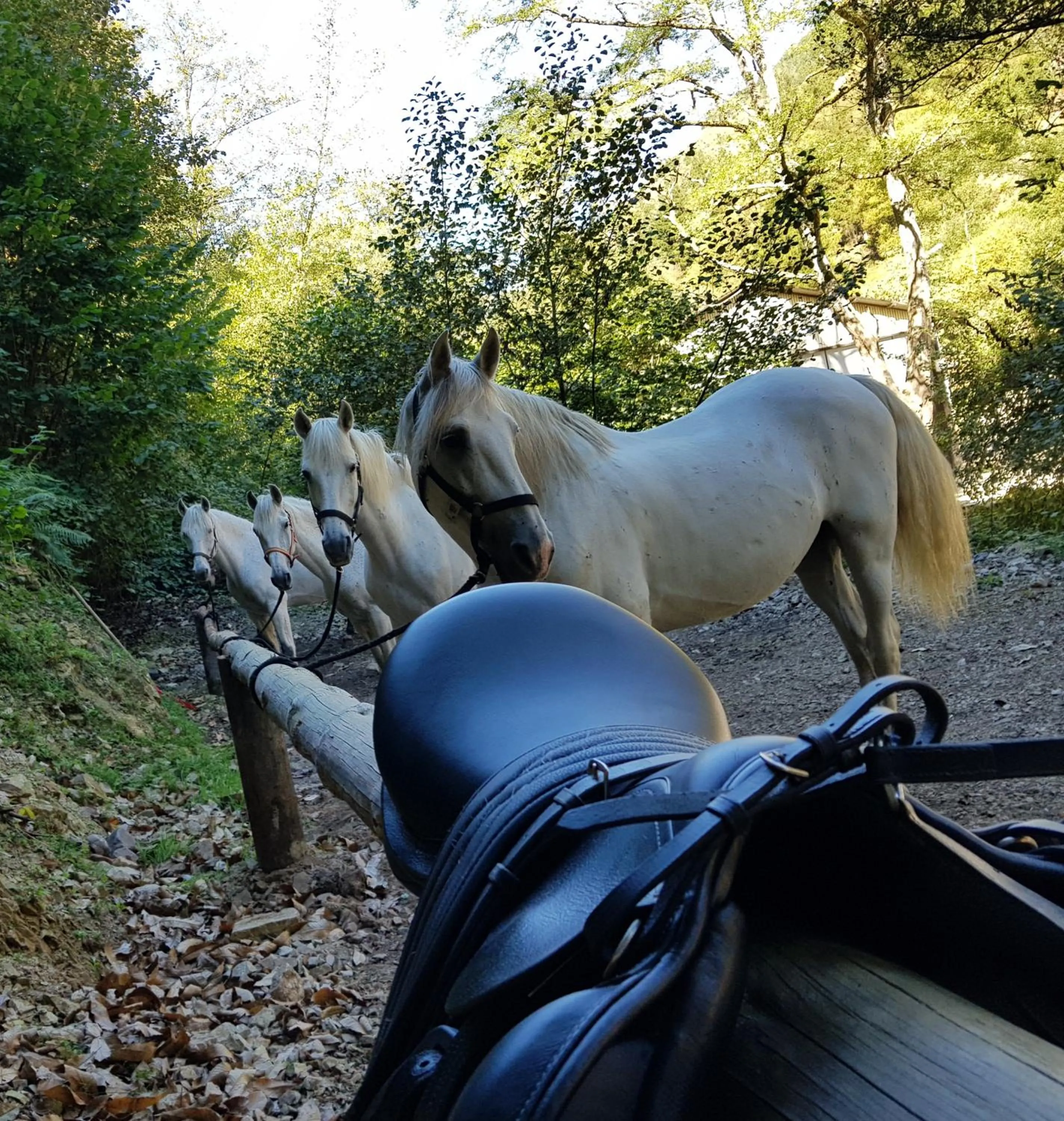 Activities in Hotel Rural Las Montañas de Pumar
