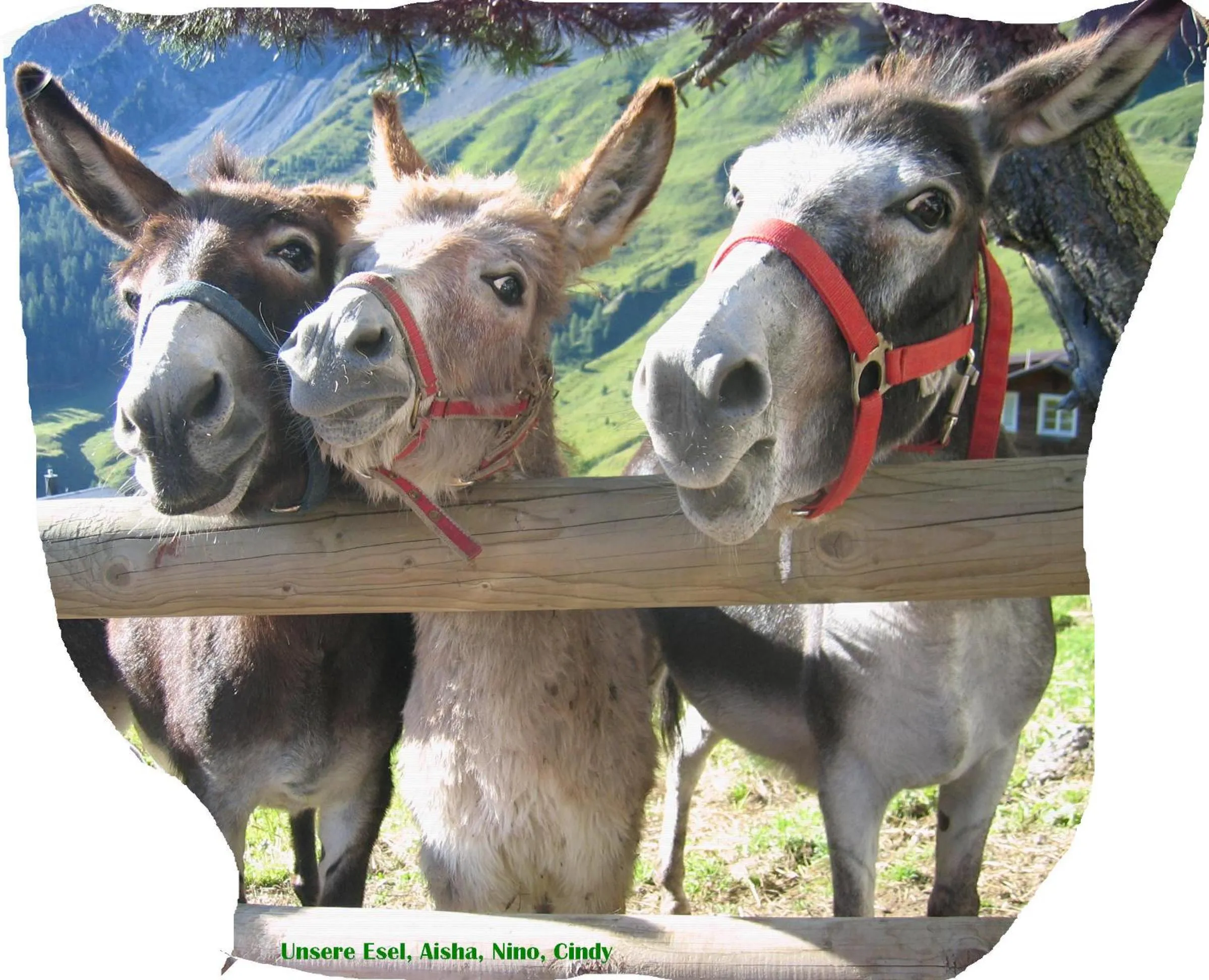 Animals in Hotel Gspan