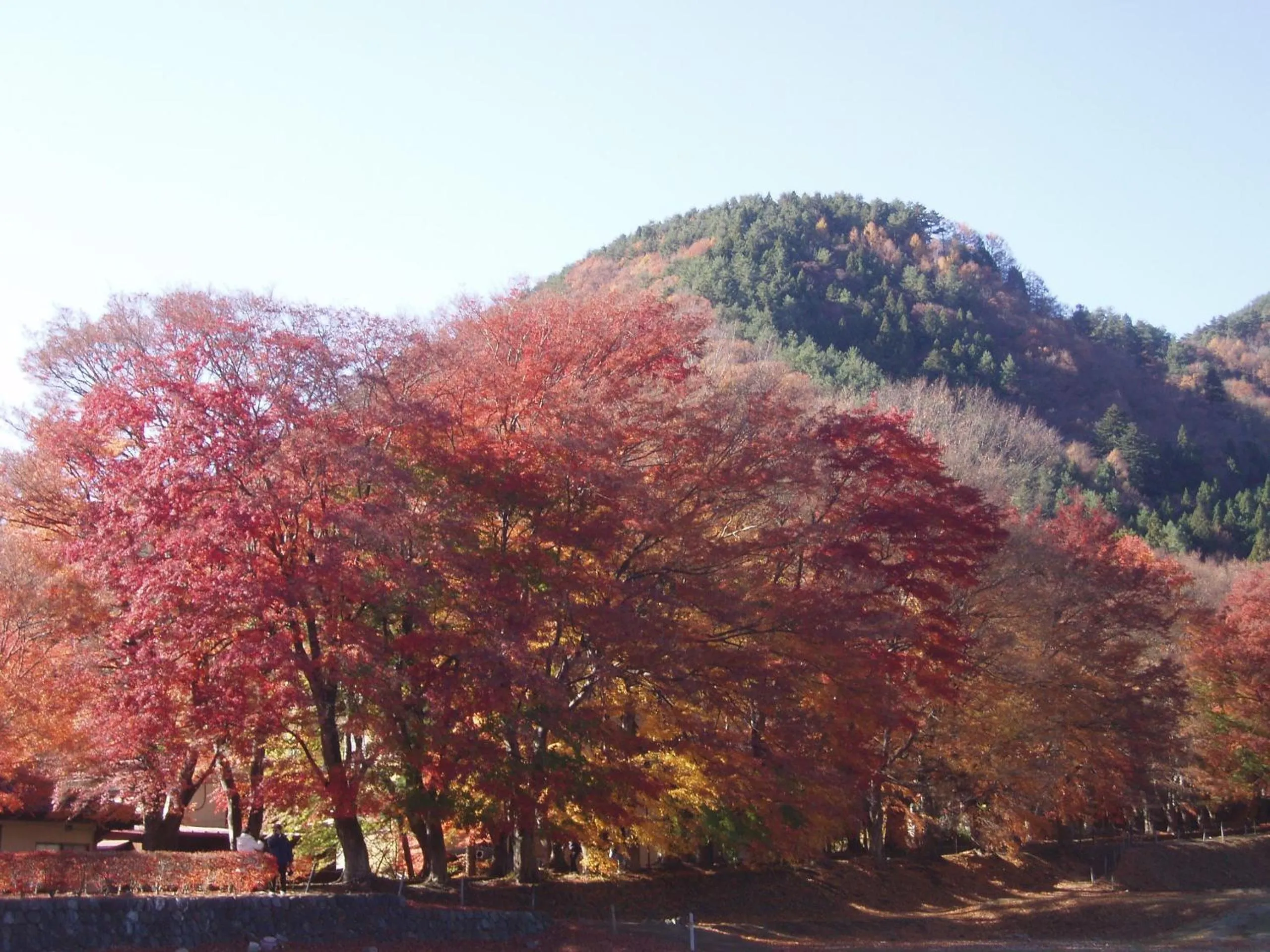 Autumn in Komaya Ryokan