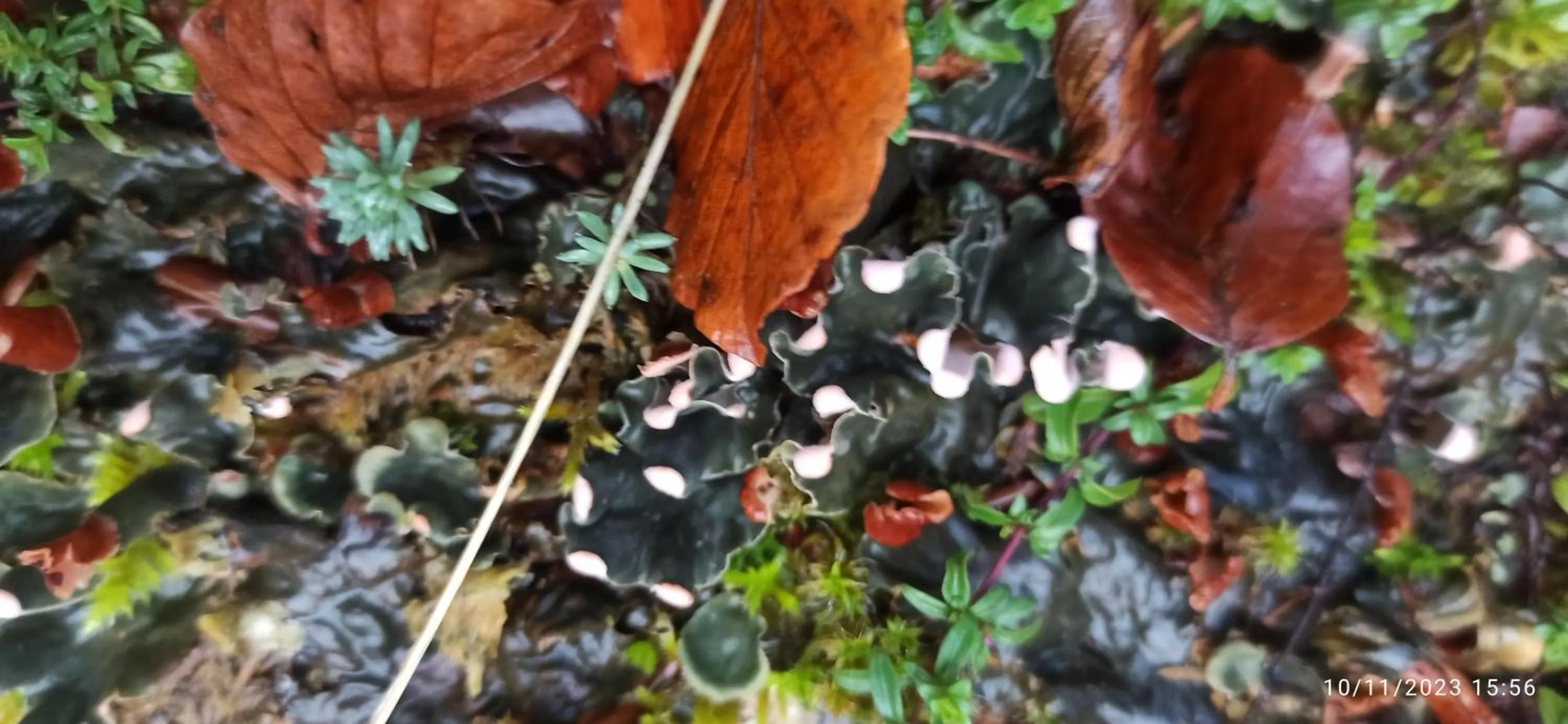 B&b il campanile di leone Pina