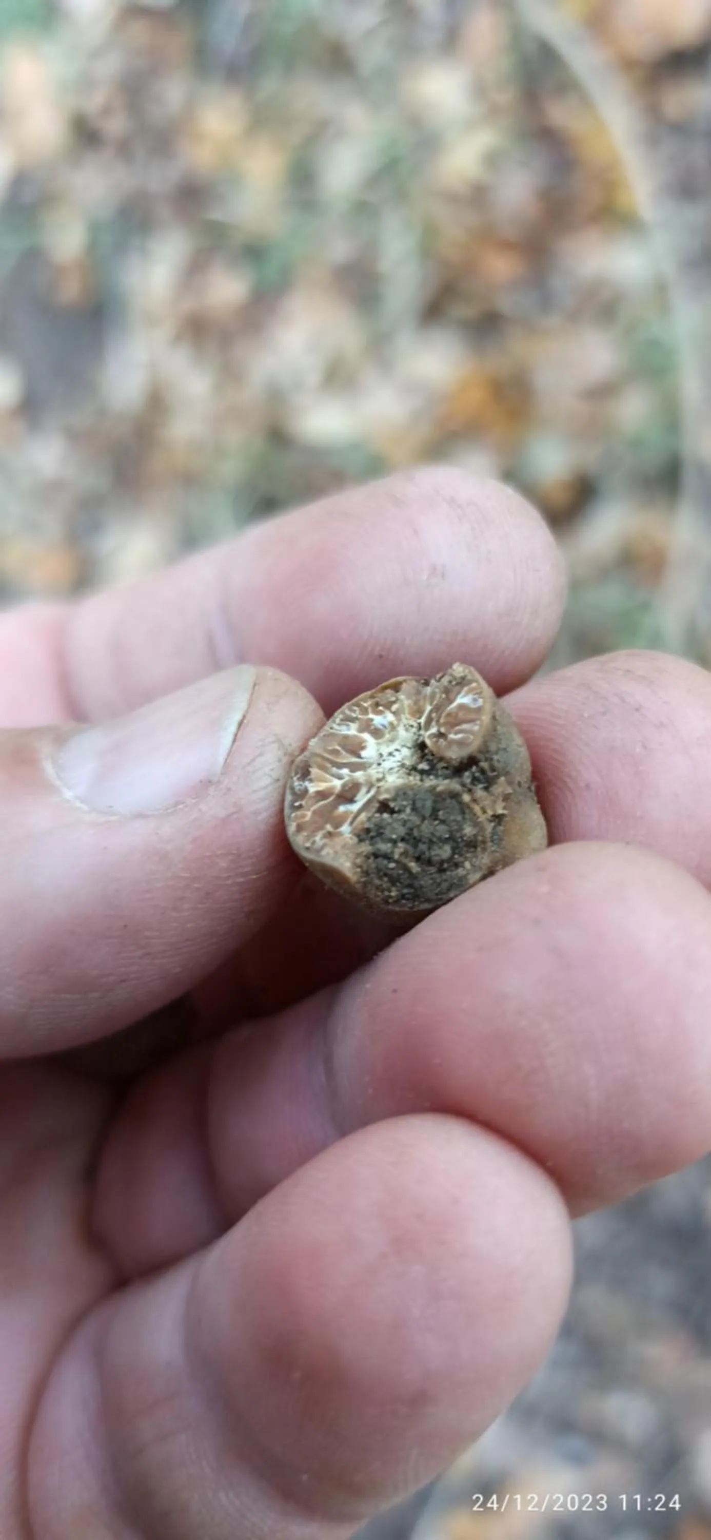 B&b il campanile di leone Pina