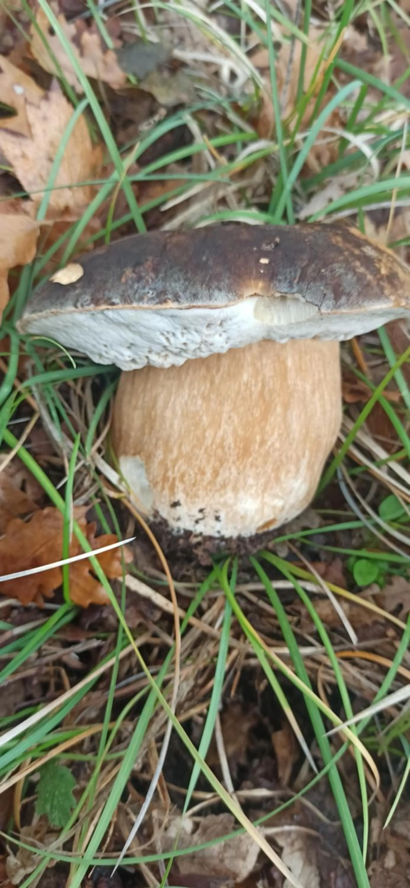 B&b il campanile di leone Pina