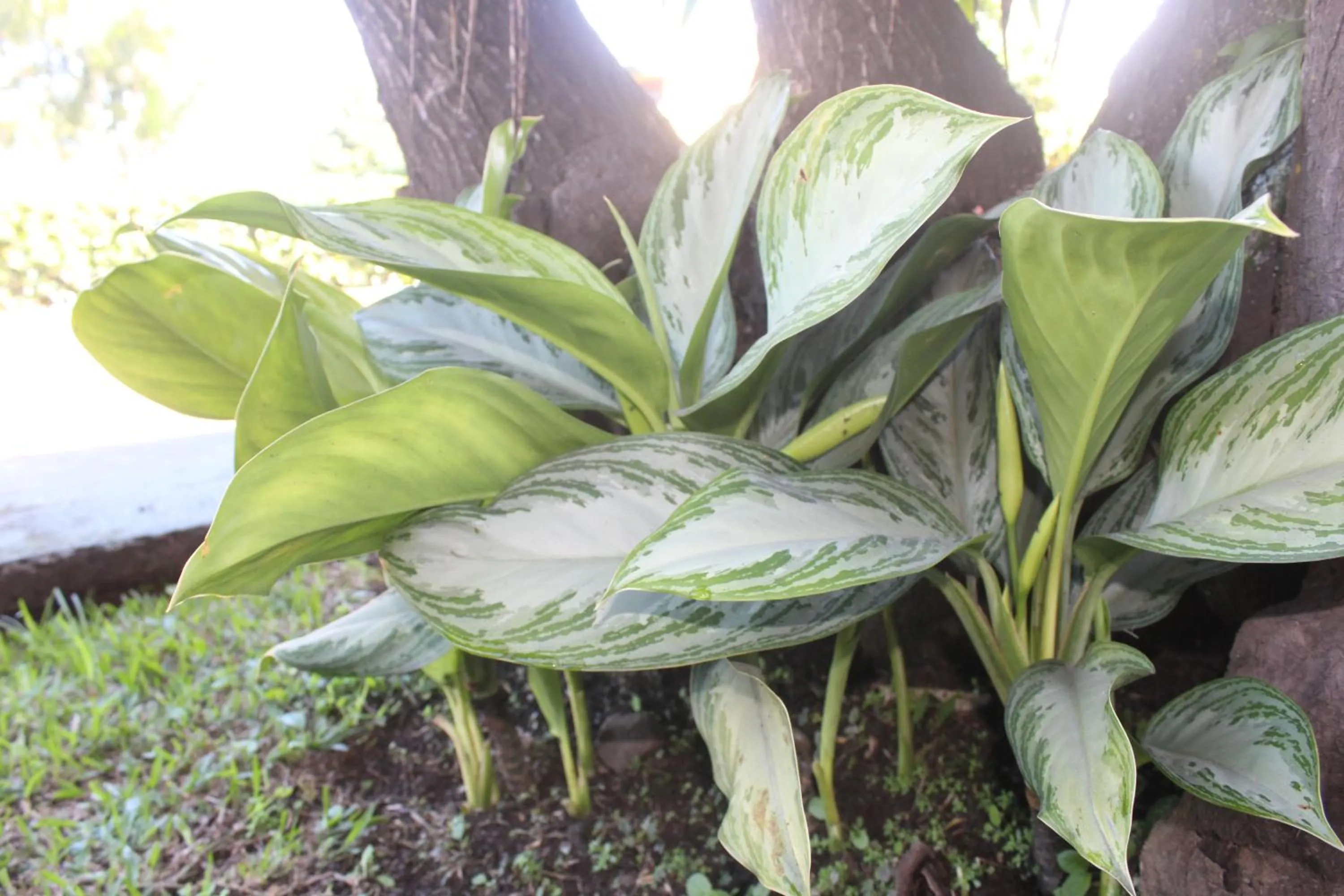 Garden in Hotel Bristol Aeropuerto