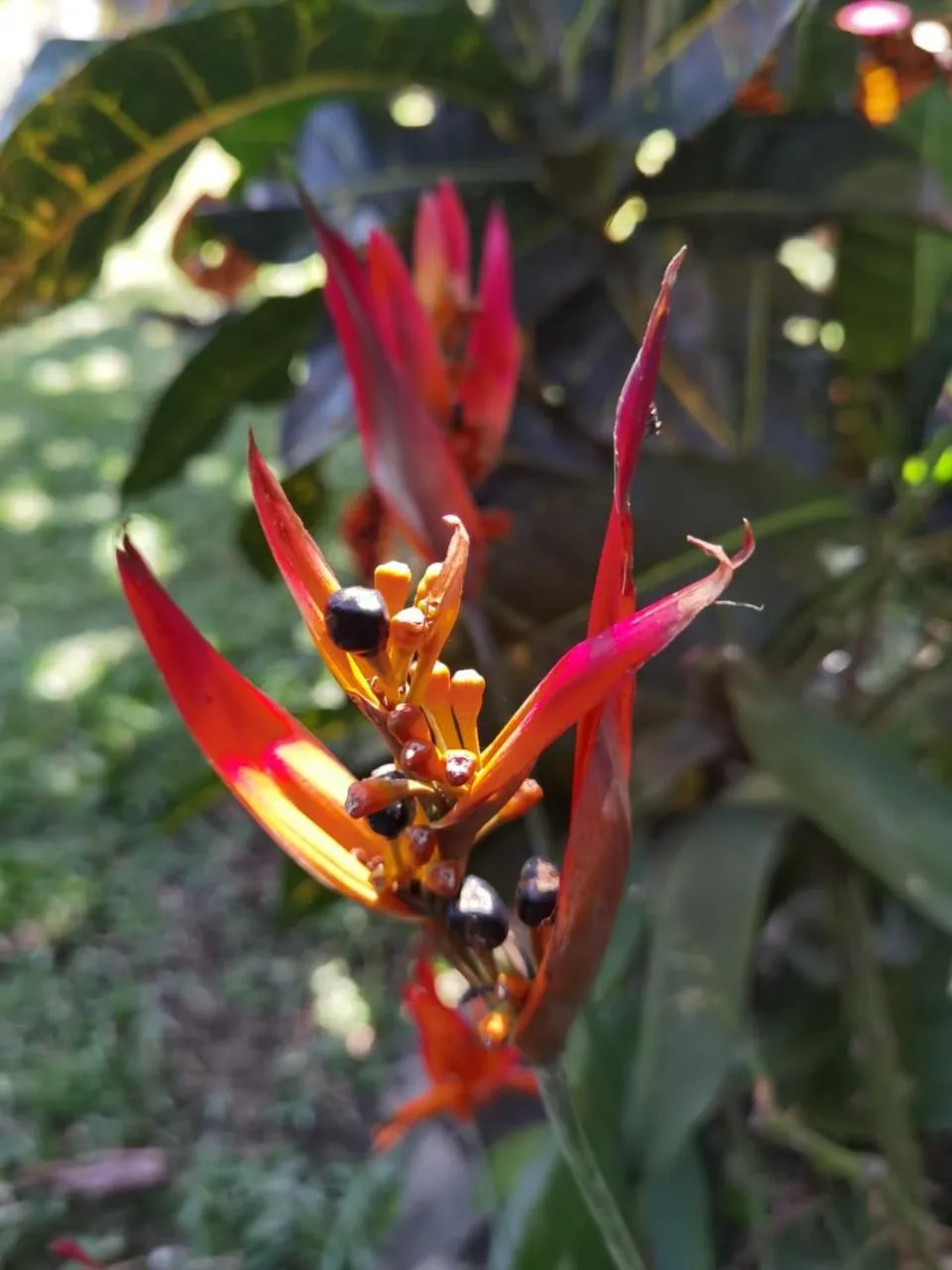 Garden in Hotel Bristol Aeropuerto