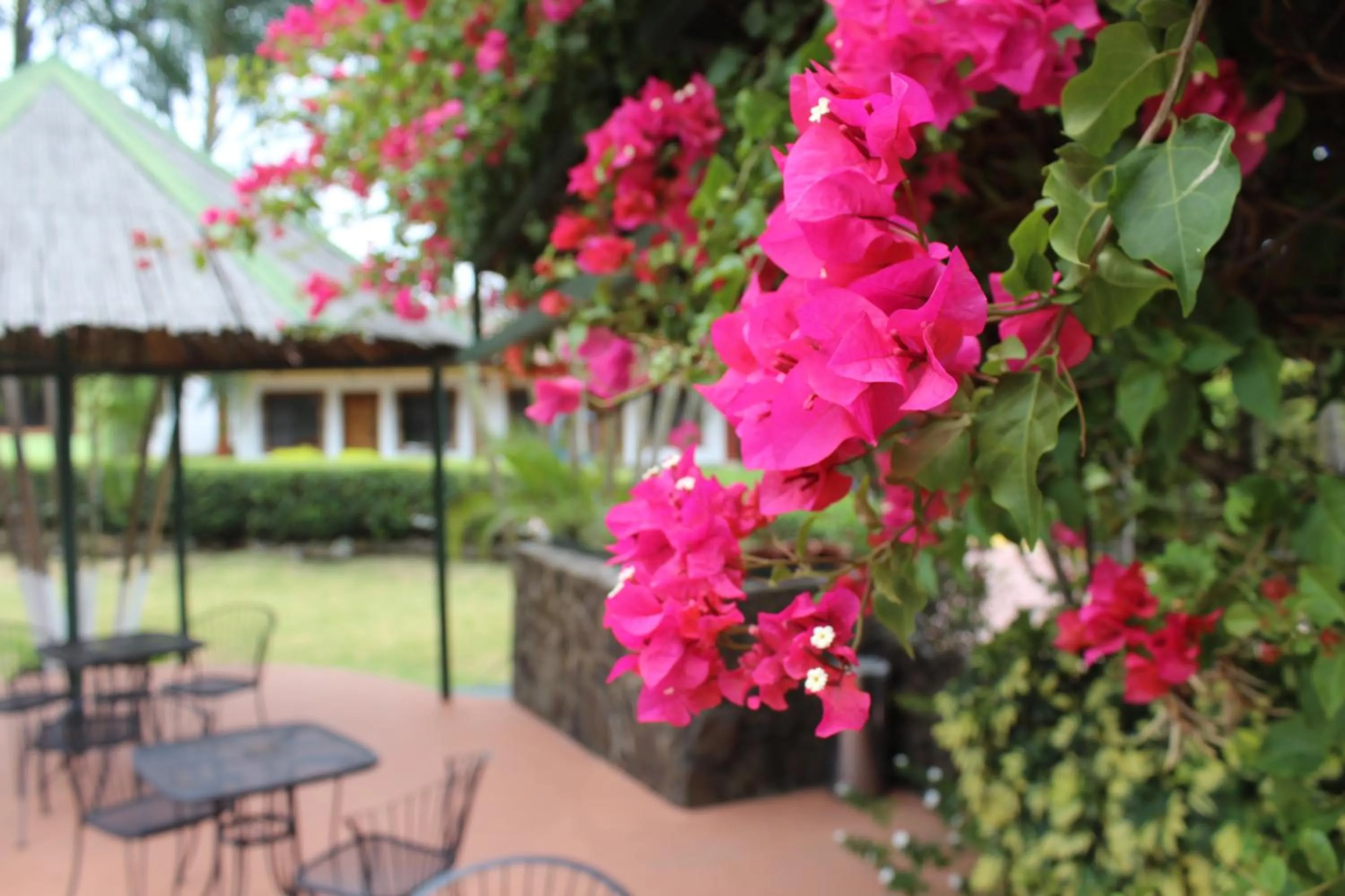 Garden in Hotel Bristol Aeropuerto