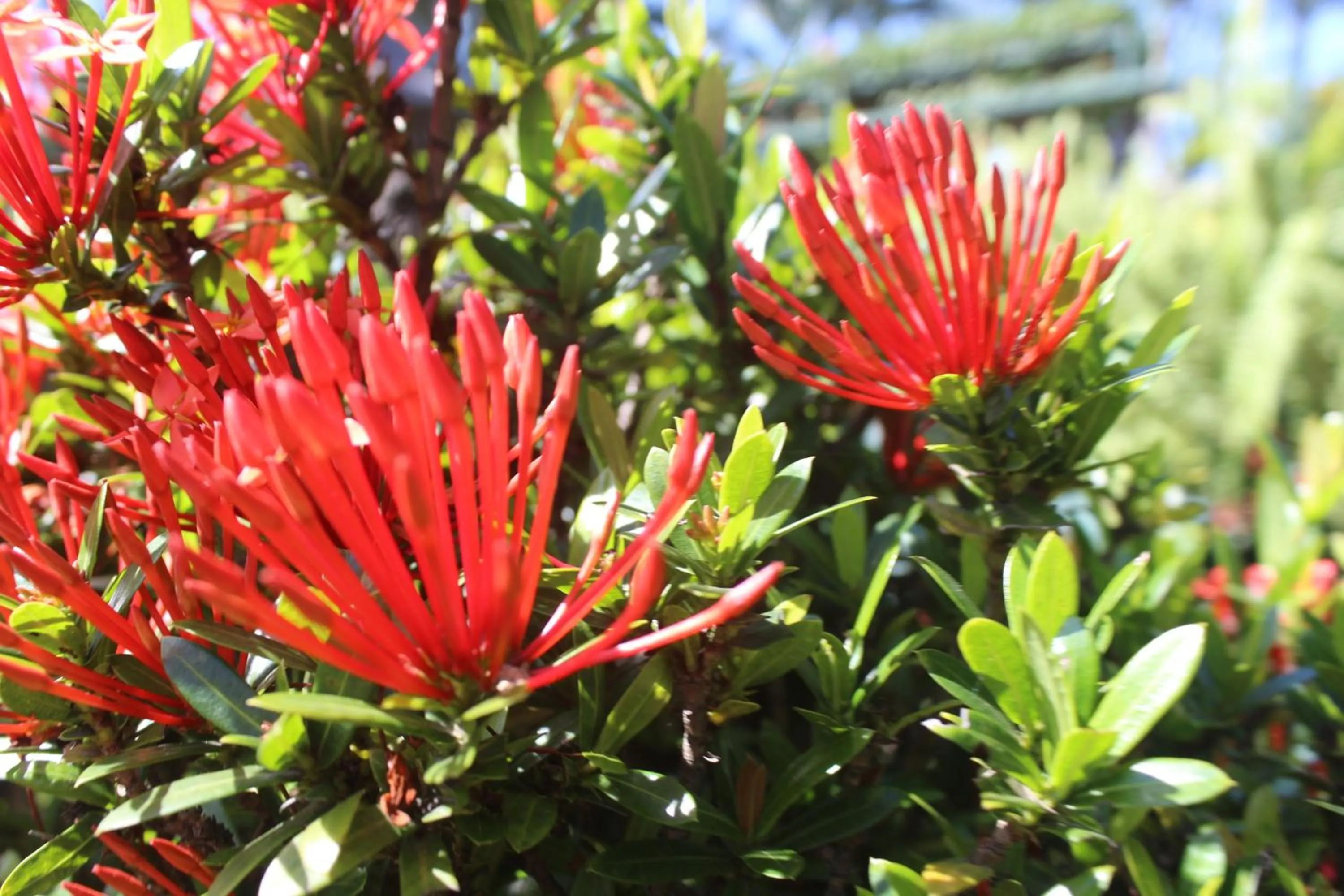 Garden in Hotel Bristol Aeropuerto