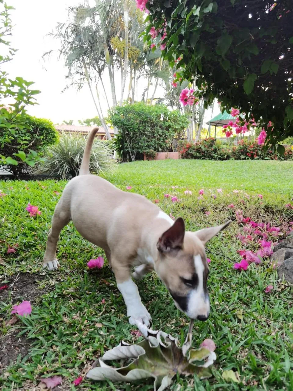 Pets in Hotel Bristol Aeropuerto