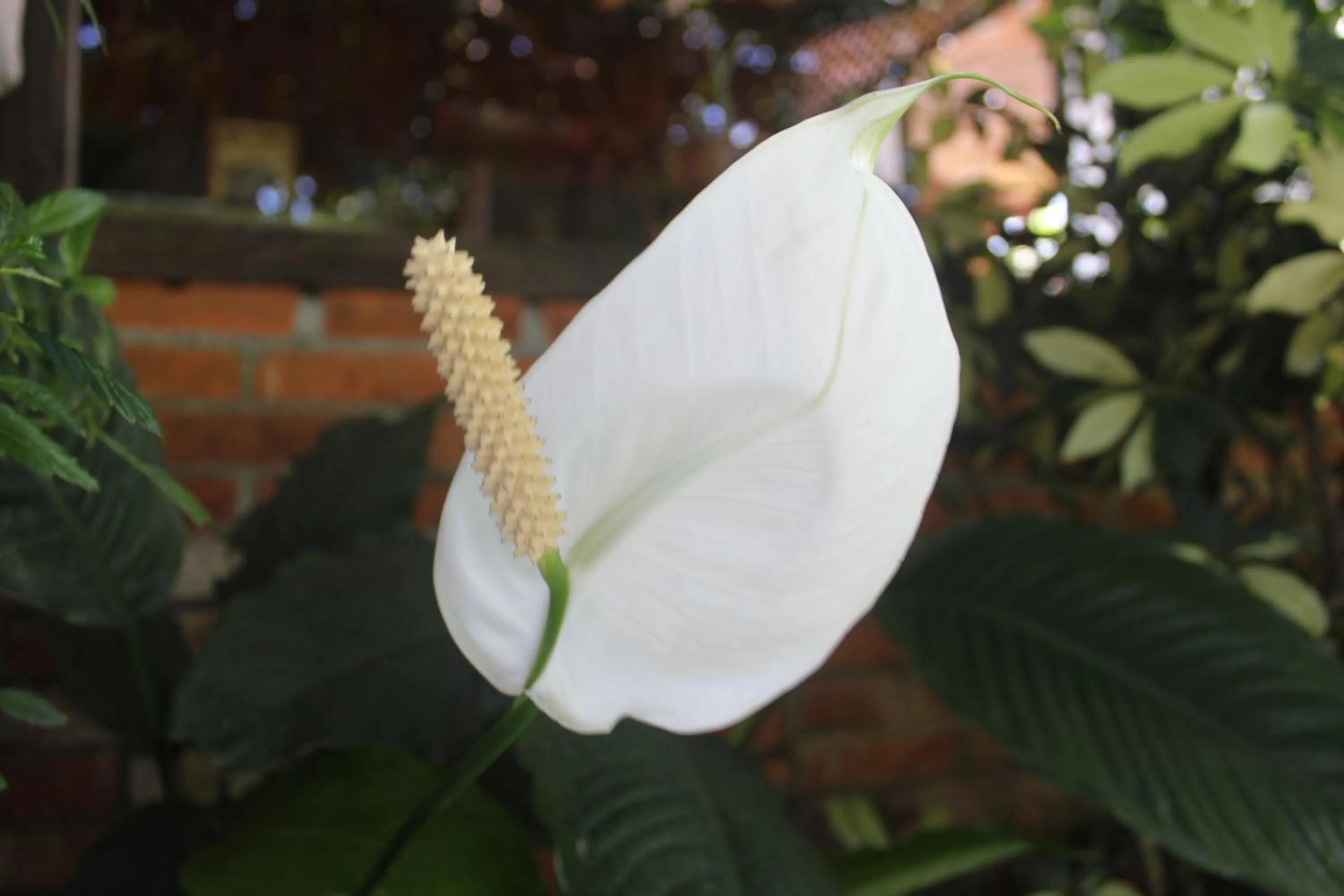 Garden in Hotel Bristol Aeropuerto