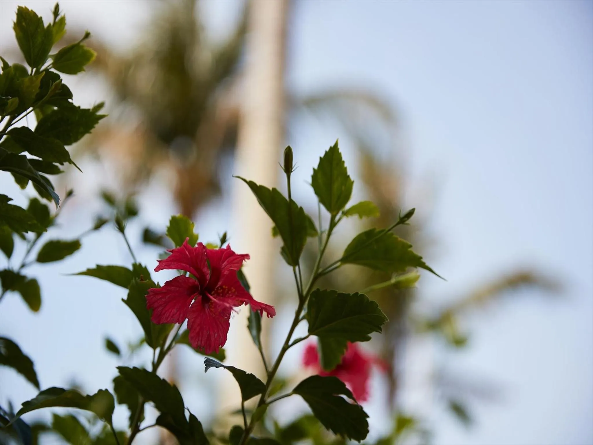 Natural landscape in Palace In Moon Beach