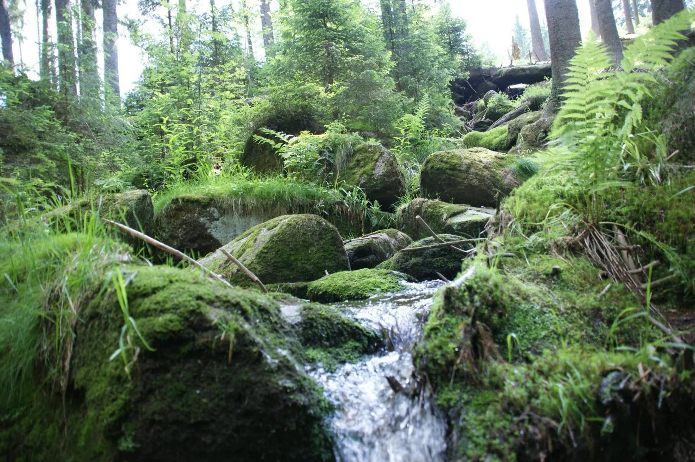 Hiking in Landhotel Sportalm
