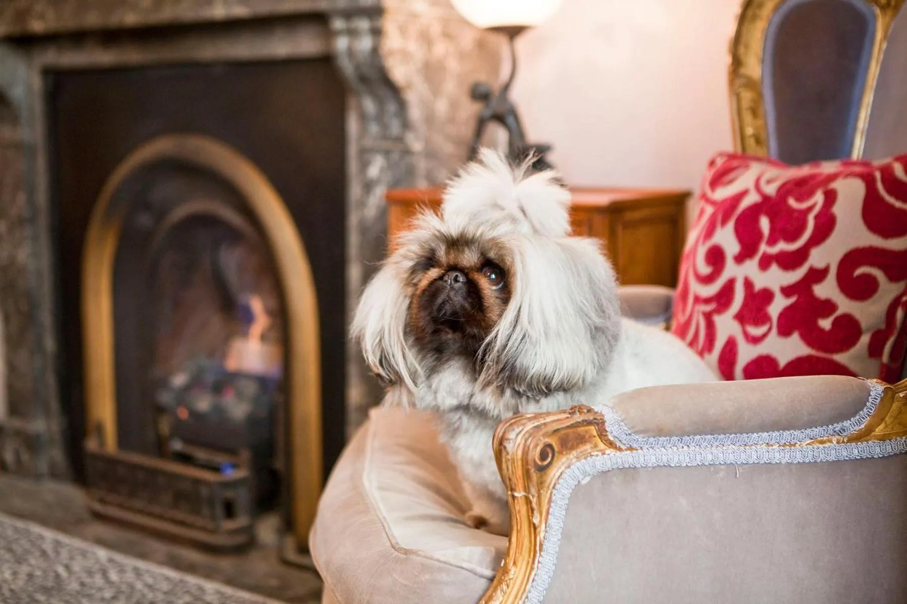 Animals in The Hughenden Boutique Hotel