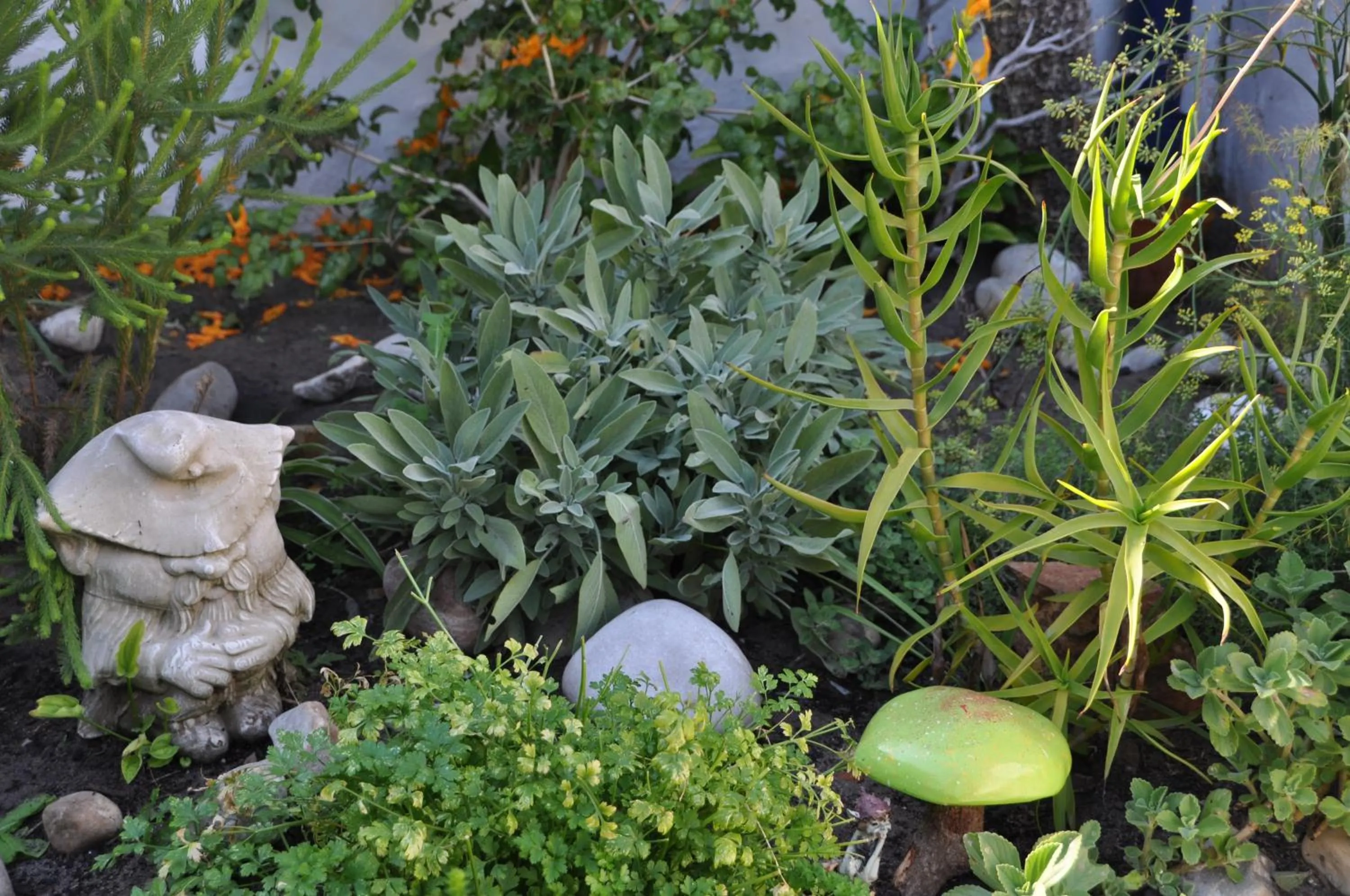 Garden in Saxon Lodge