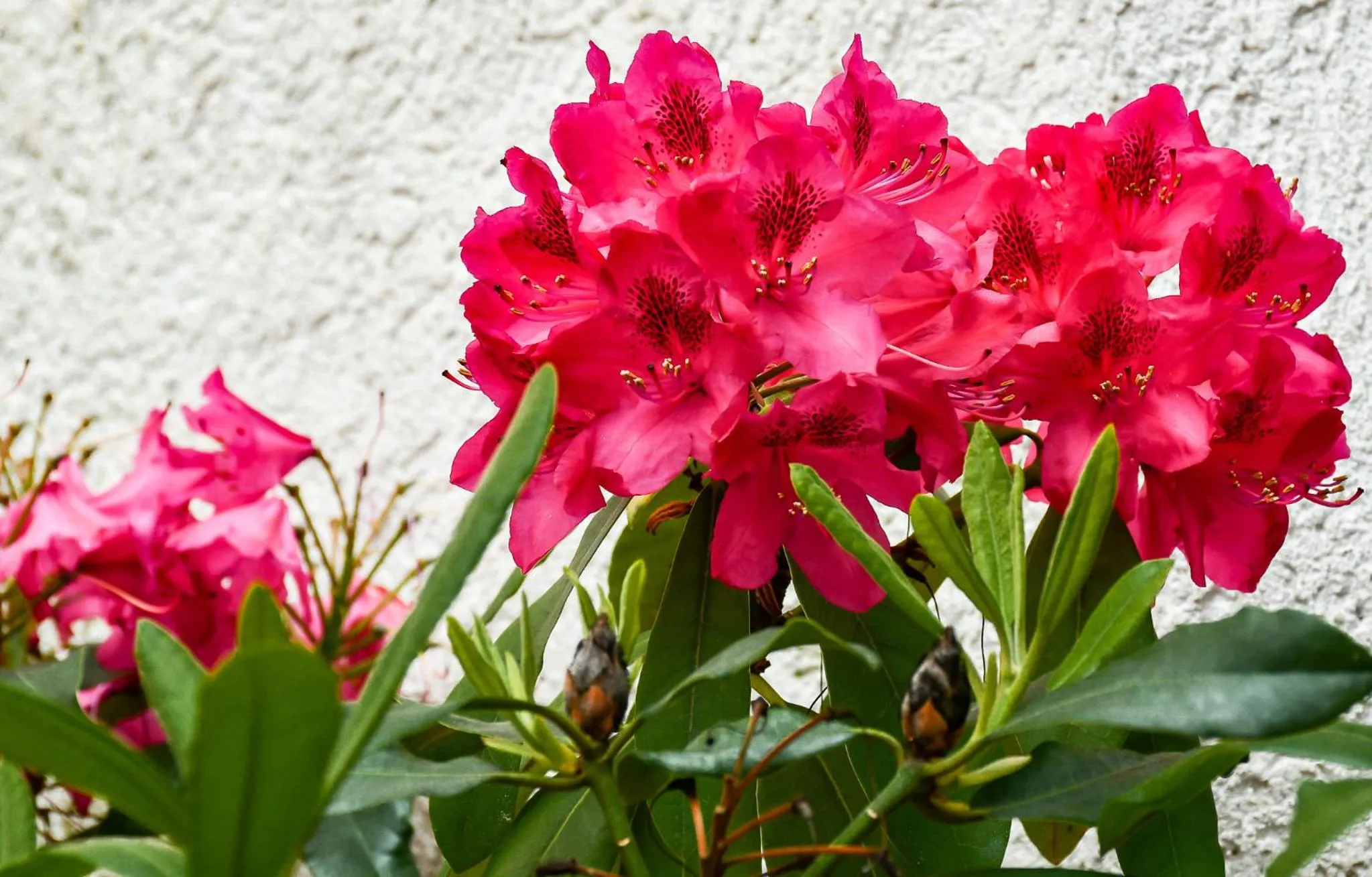 Garden view in Kurgarten-Hotel